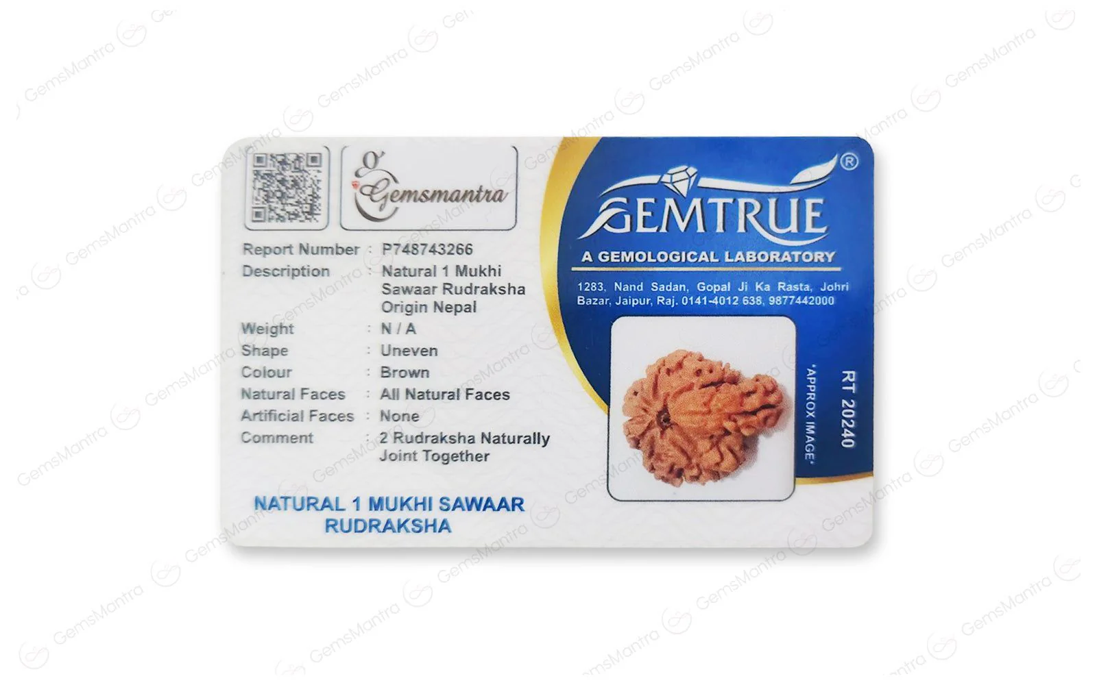 Natural 1 Mukhi Rudraksha Savar (Nepali) - Image 4