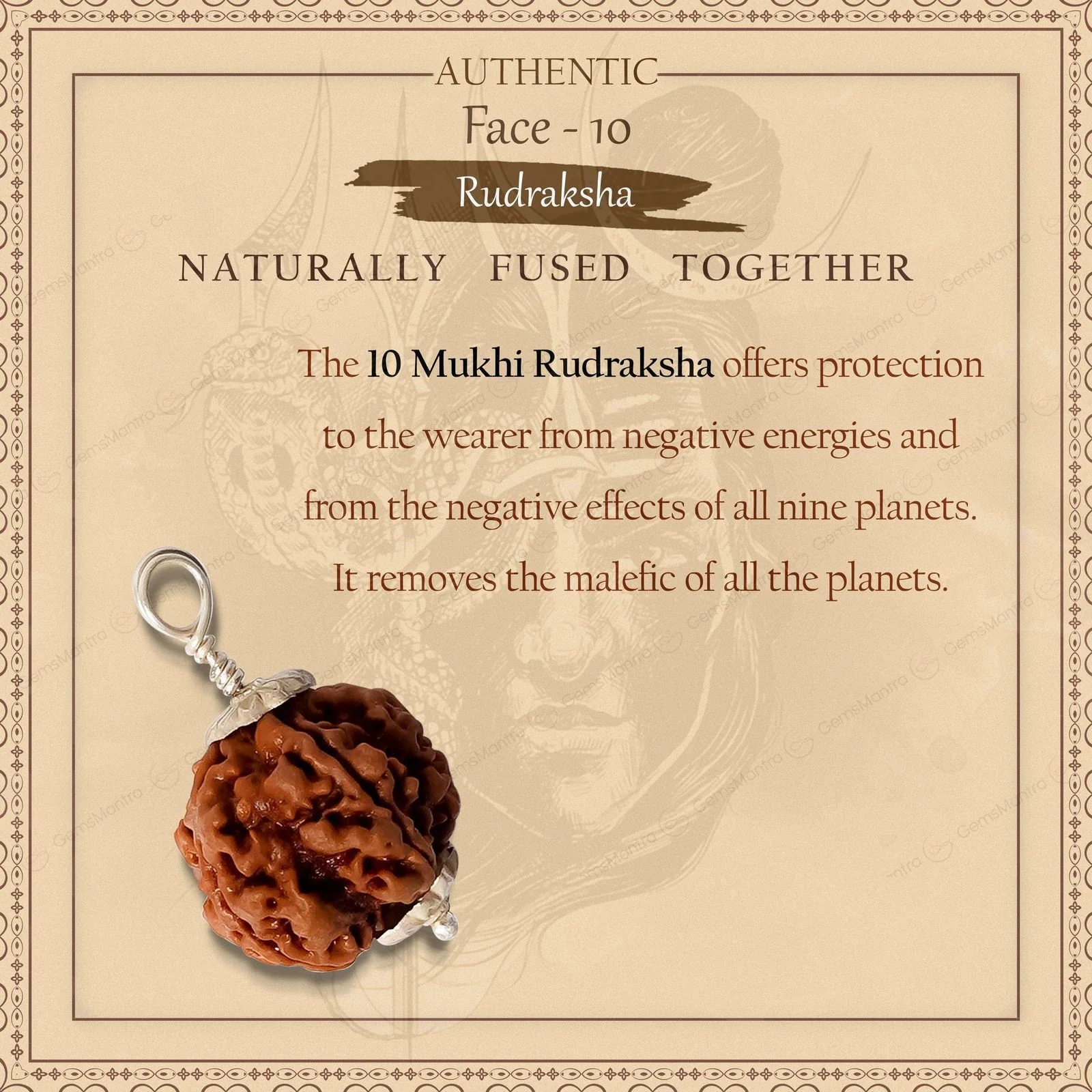 Natural 10 Mukhi Rudraksha (Indo) - Image 12