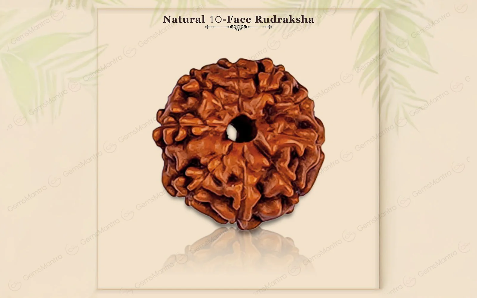 Natural 10 Mukhi Rudraksha (Indo) - Image 5