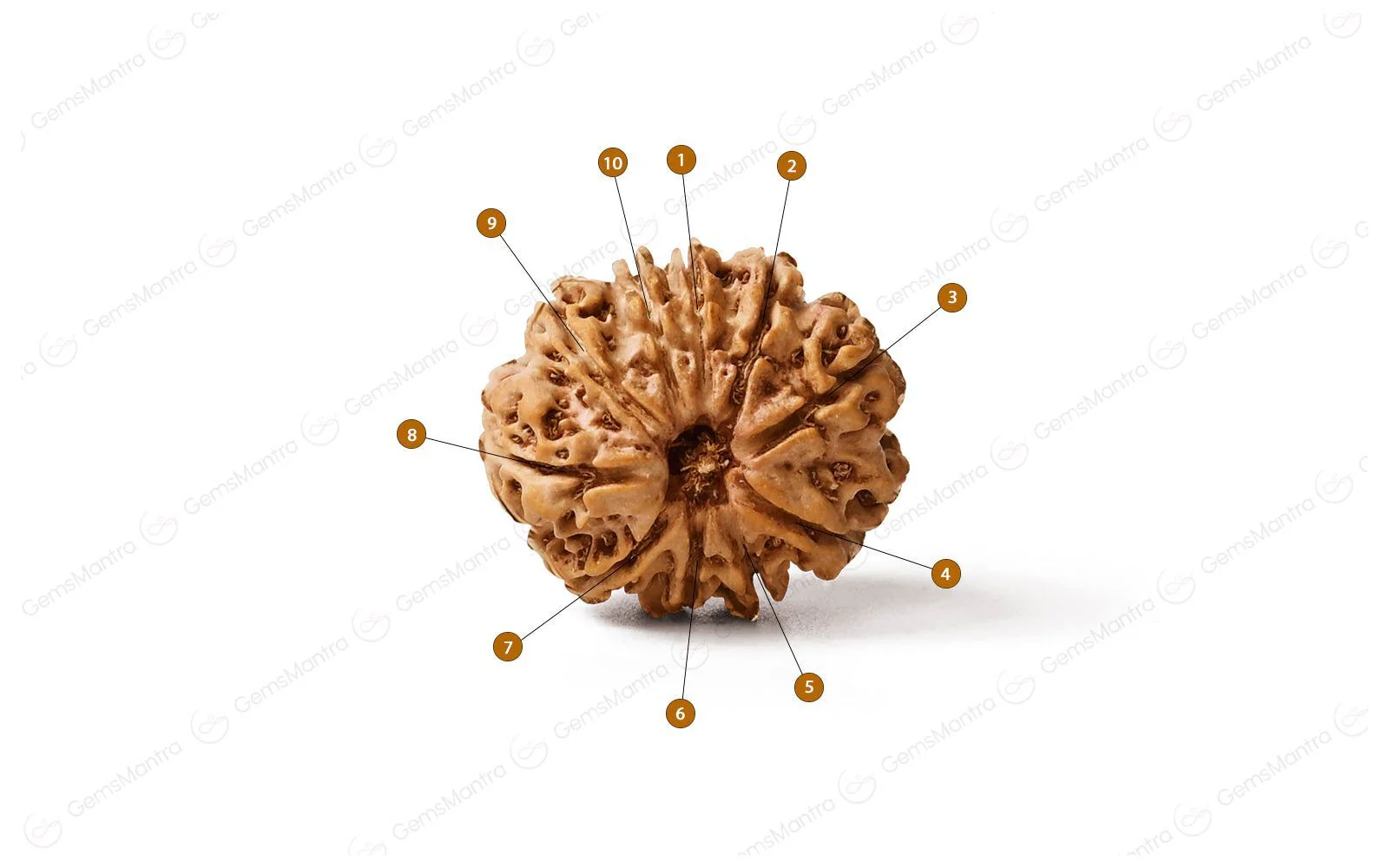 Natural 10 Mukhi Rudraksha (Nepali) - Image 4