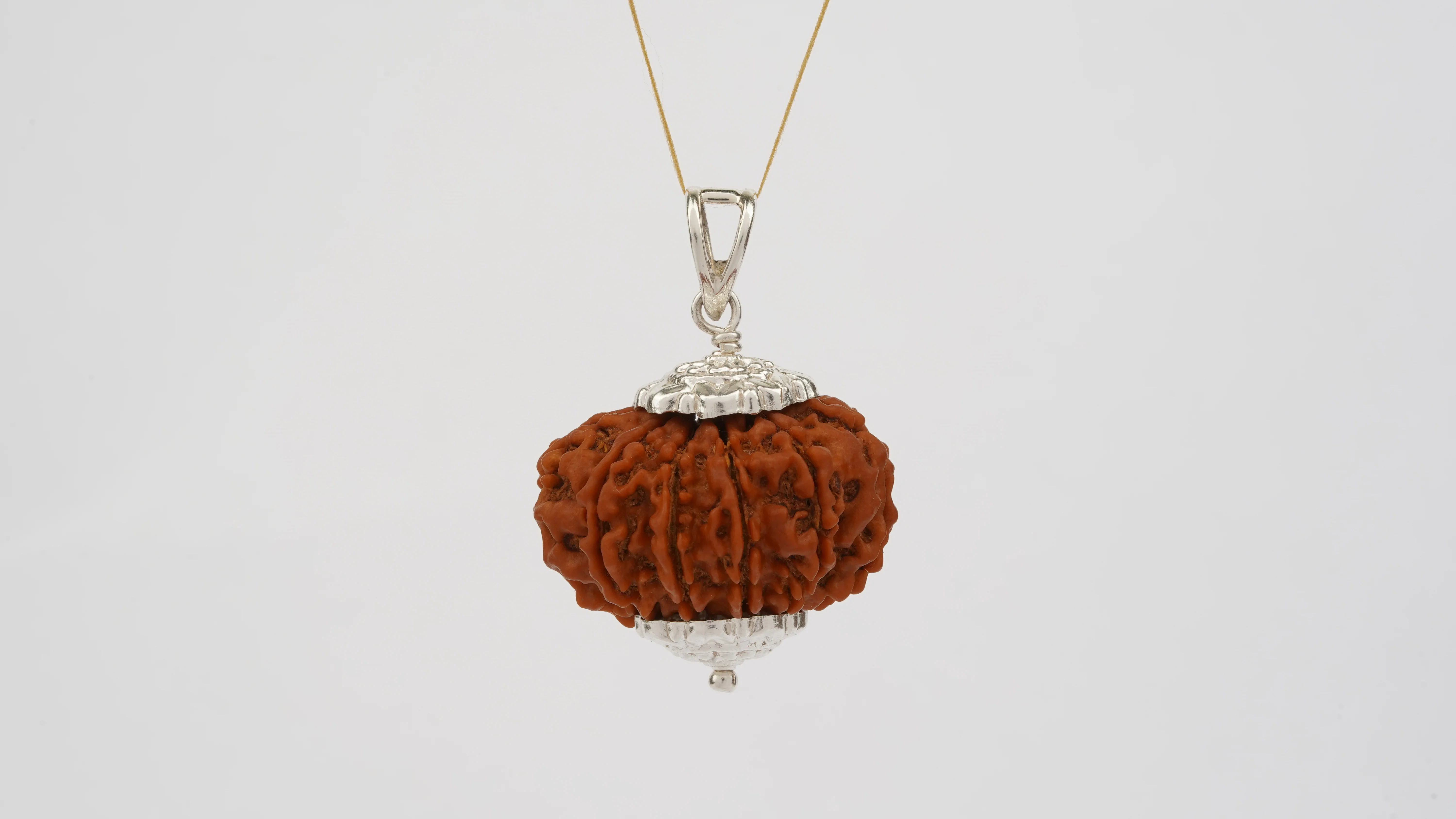 Natural 10 Mukhi Rudraksha (Nepali) - Image 6