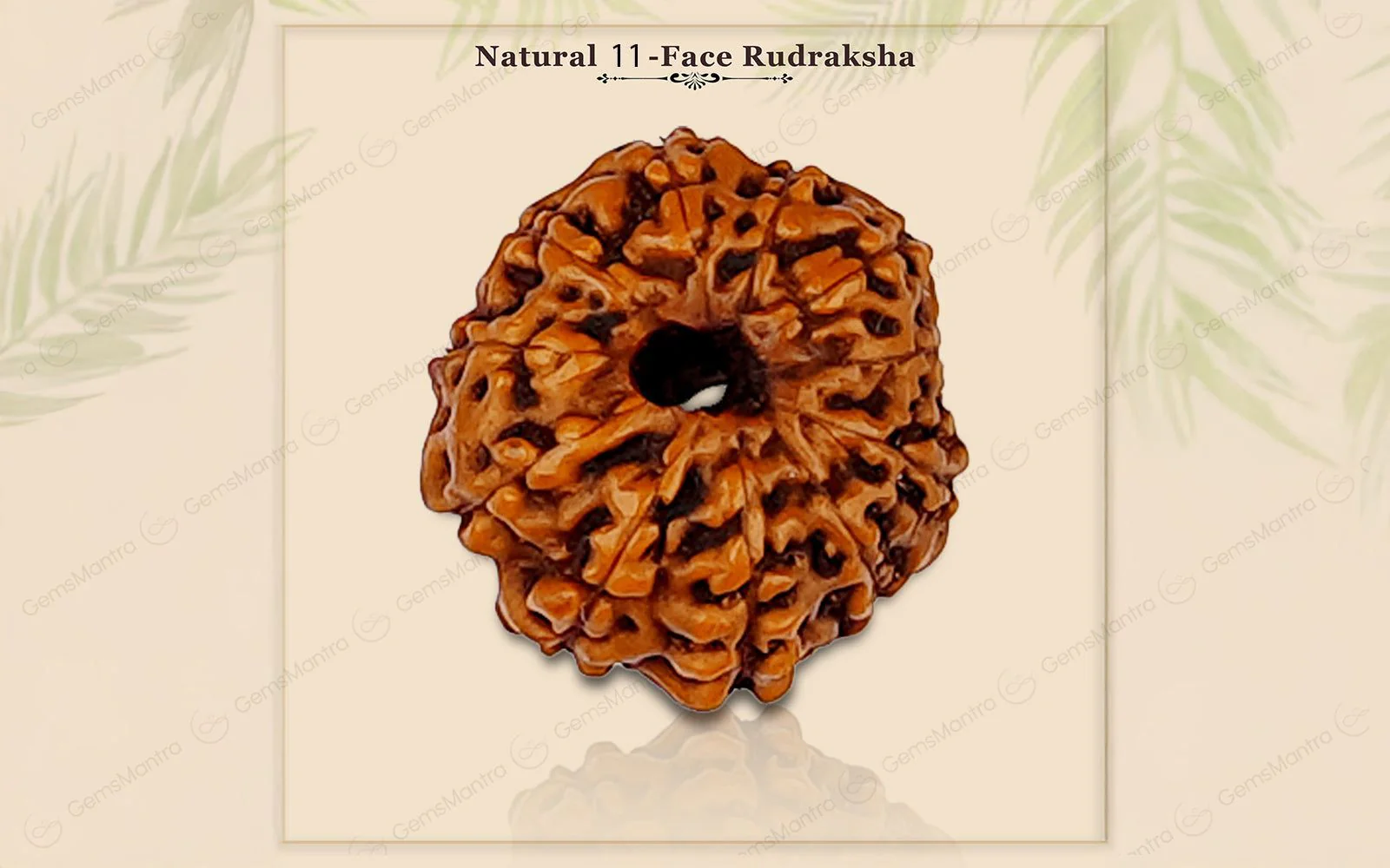 Natural 11 Mukhi Rudraksha (Indo) - Image 3