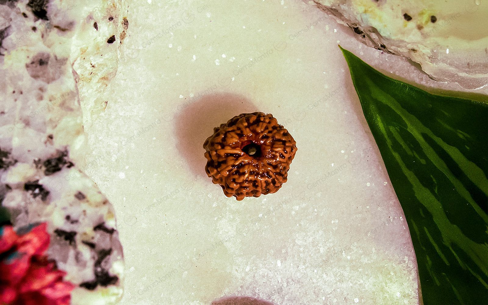 Natural 11 Mukhi Rudraksha (Indo) - Image 4