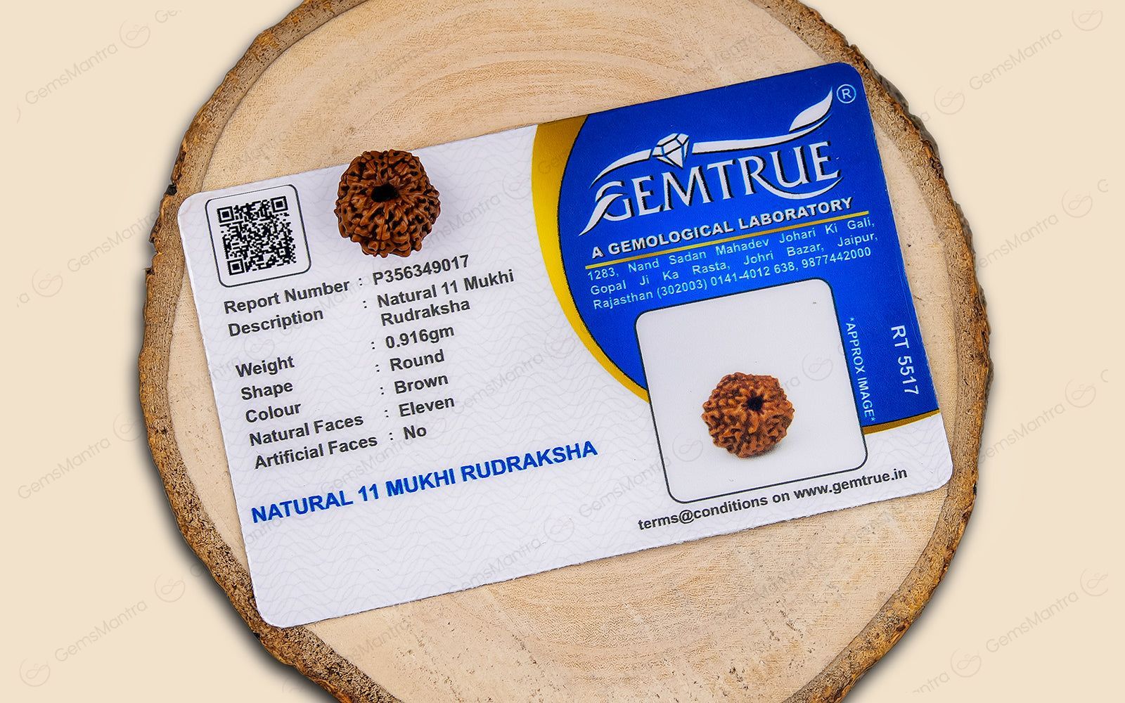 Natural 11 Mukhi Rudraksha (Indo) - Image 5