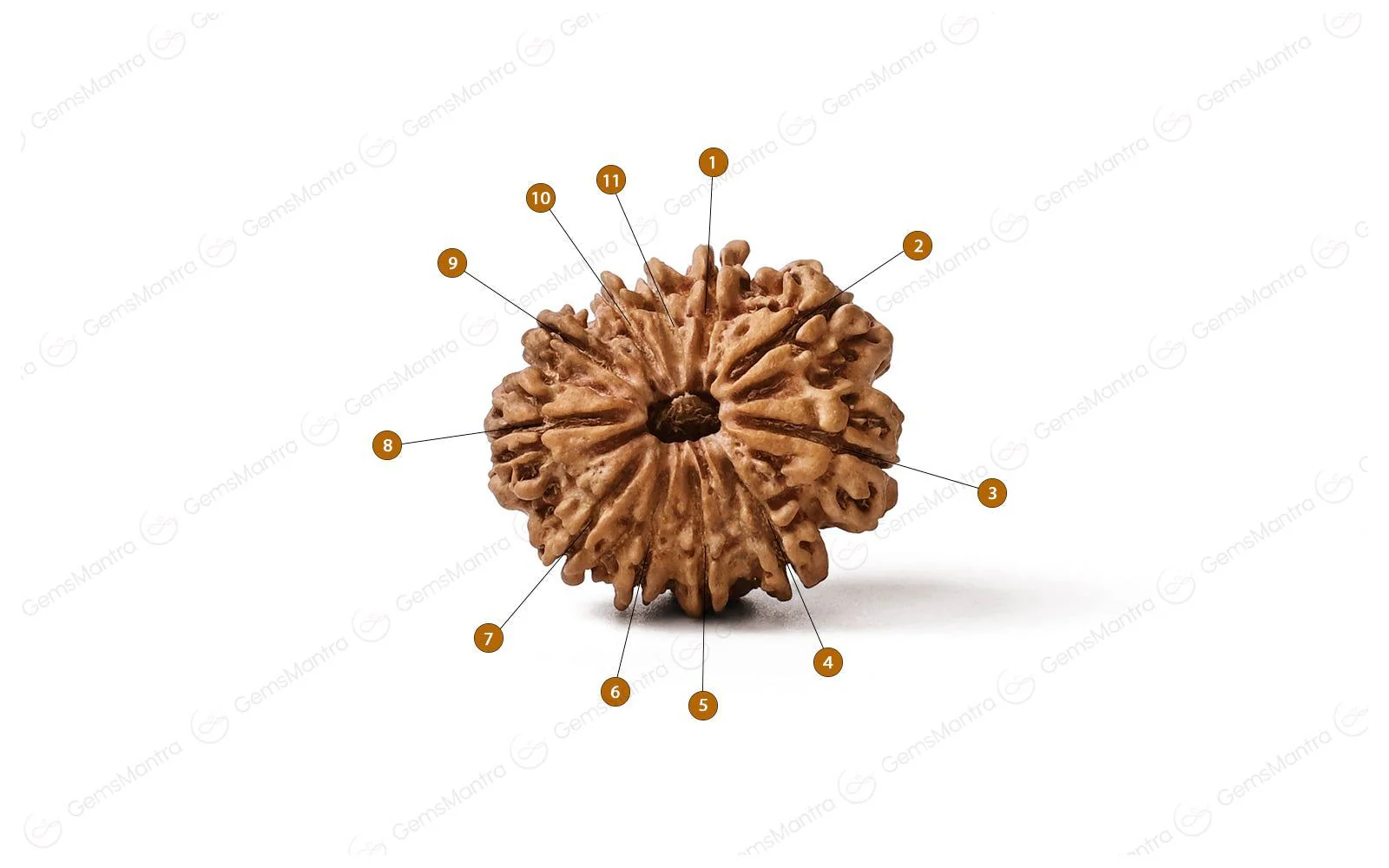 Natural 11 Mukhi Rudraksha (Nepali) - Image 4