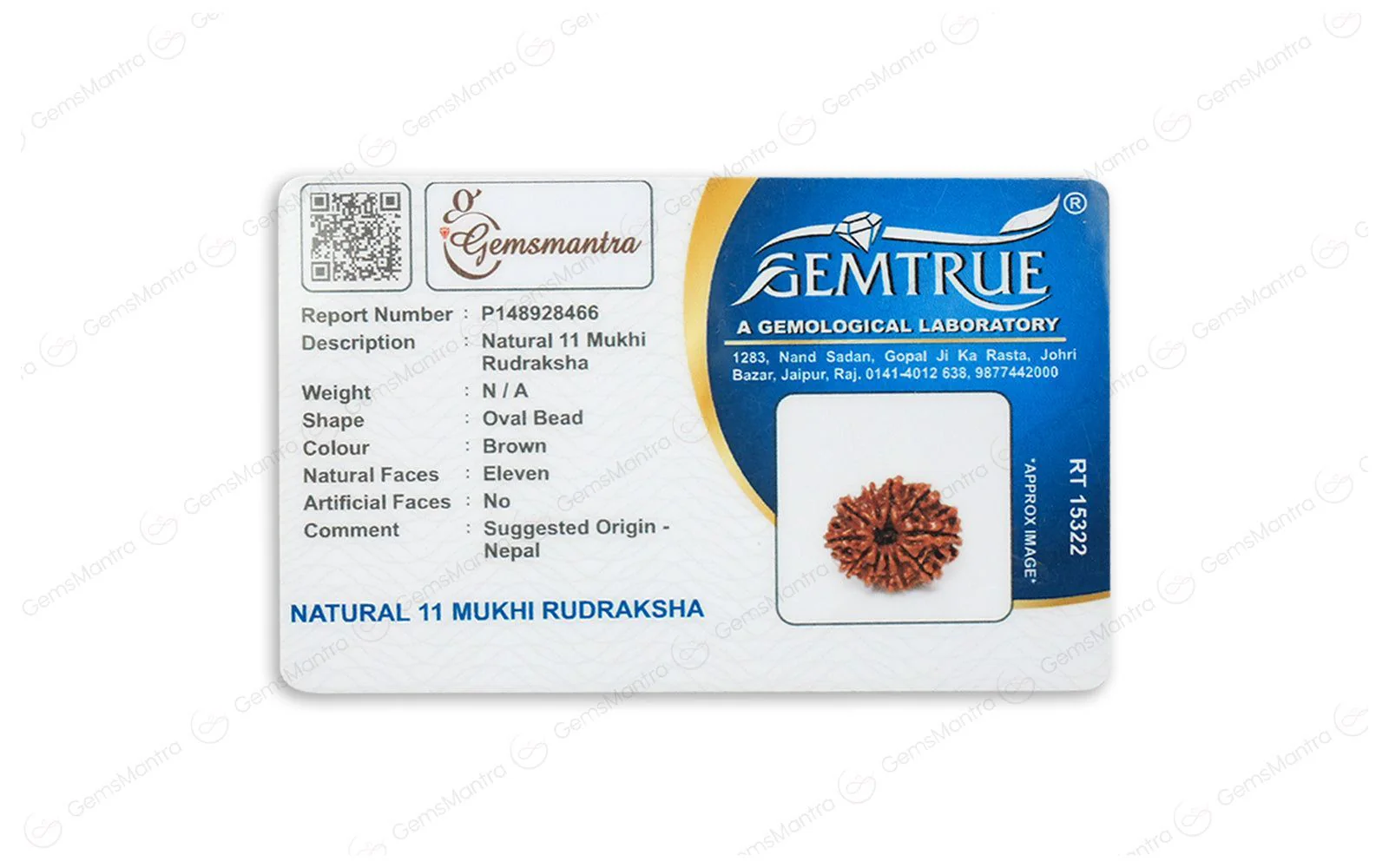 Natural 11 Mukhi Rudraksha (Nepali) - Image 5