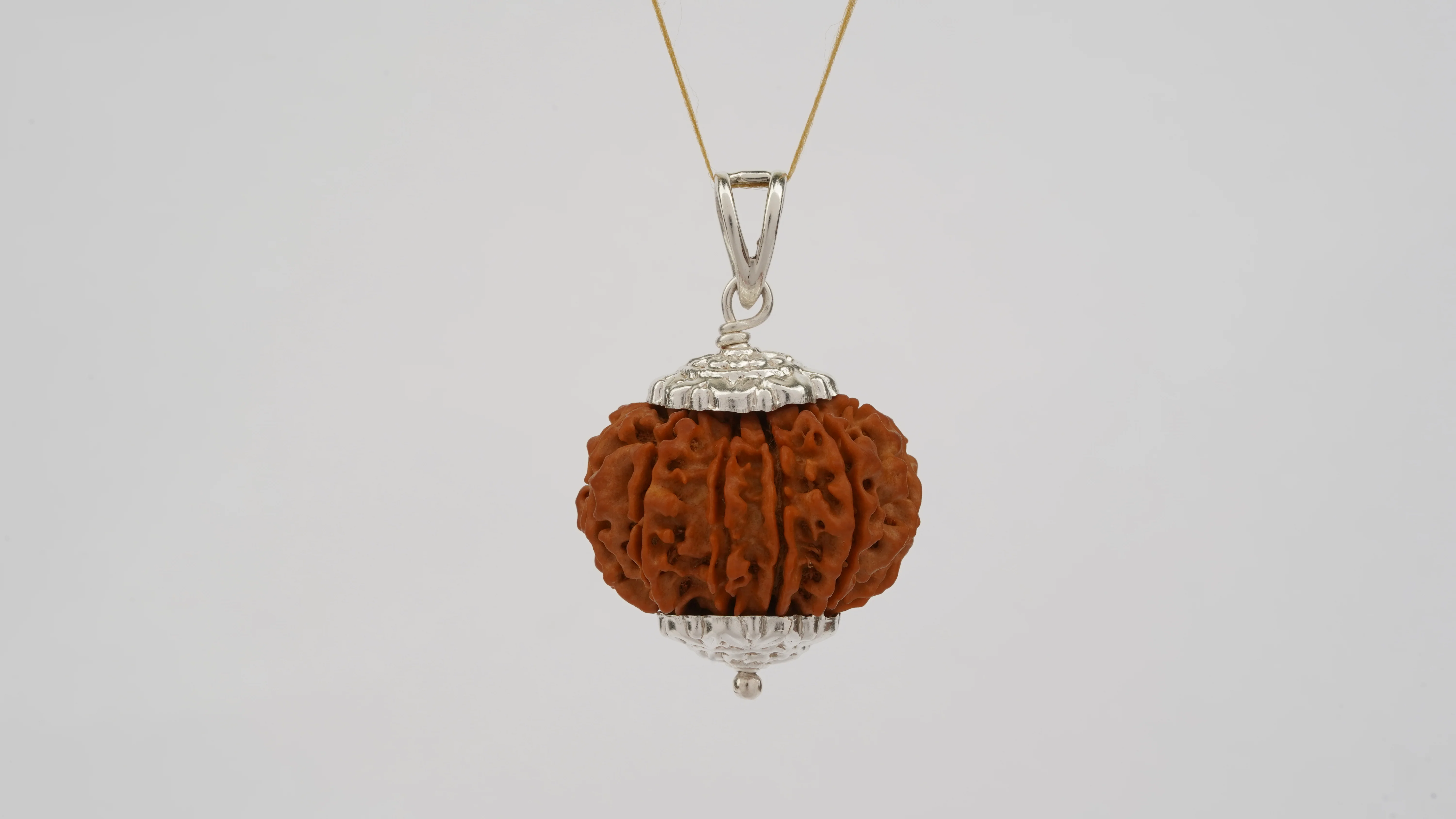 Natural 11 Mukhi Rudraksha (Nepali) - Image 6