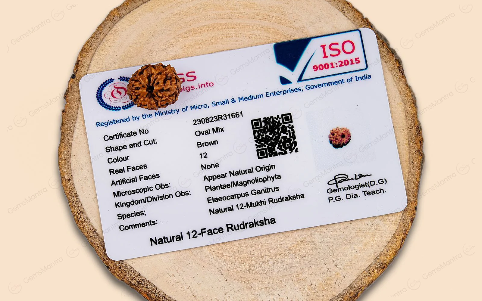 Natural 12 Mukhi Rudraksha (Indo) - Image 10