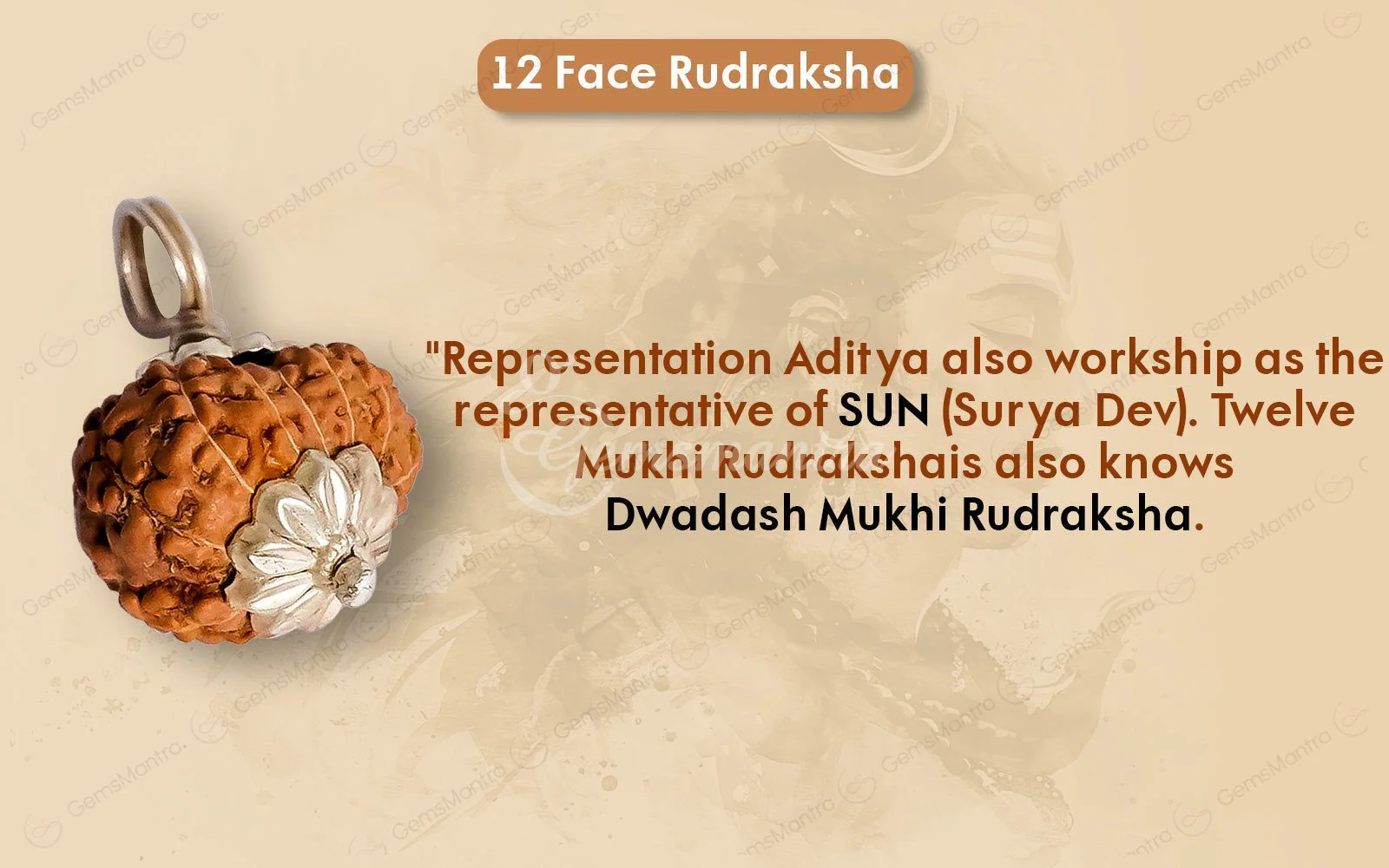 Natural 12 Mukhi Rudraksha (Indo) - Image 8