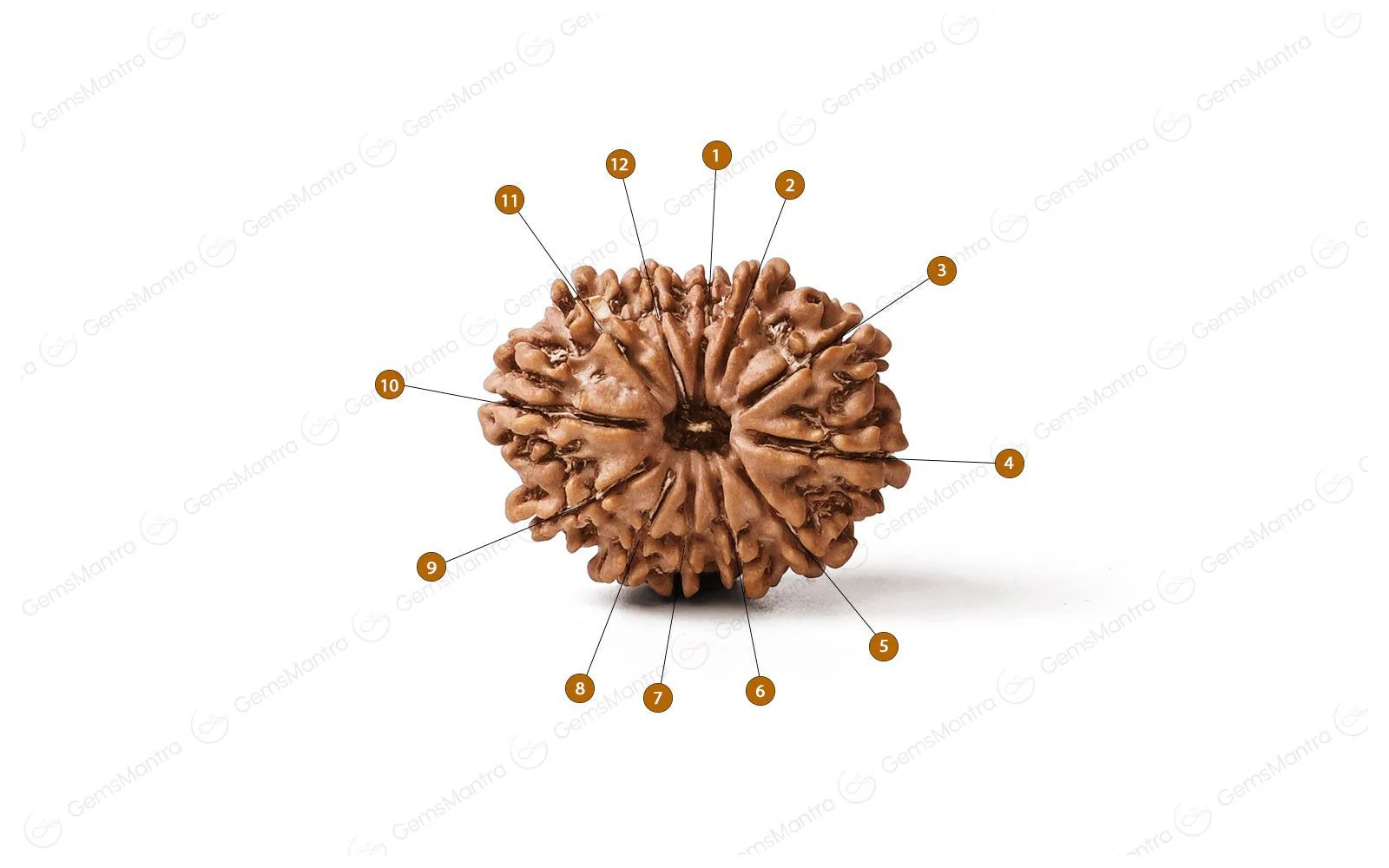 Natural 12 Mukhi Rudraksha (Nepali) - Image 4