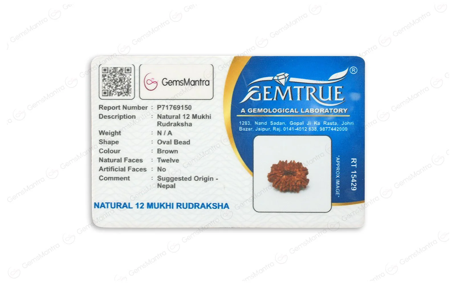 Natural 12 Mukhi Rudraksha (Nepali) - Image 5