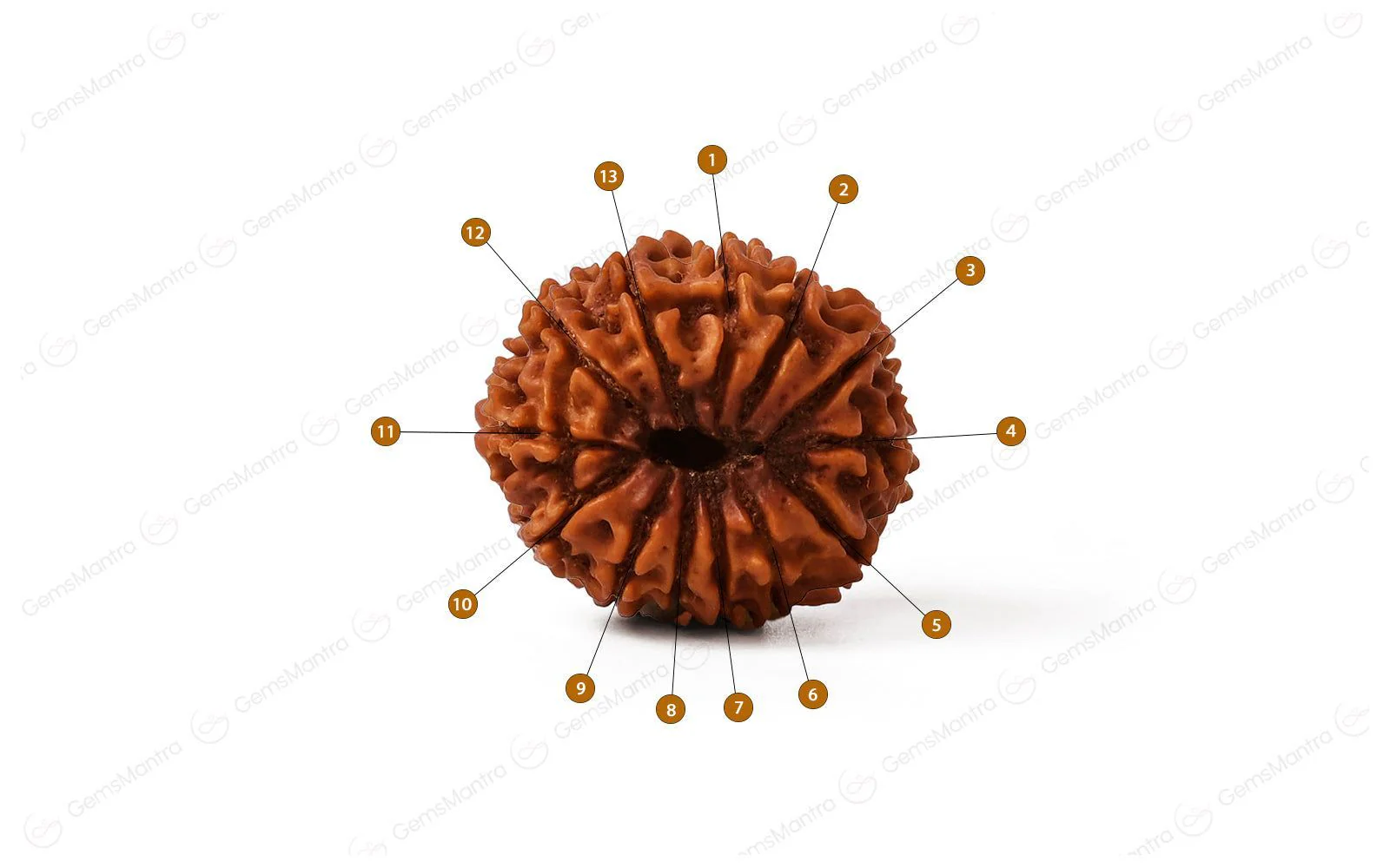 Natural 13 Mukhi Rudraksha (Nepali) - Image 4