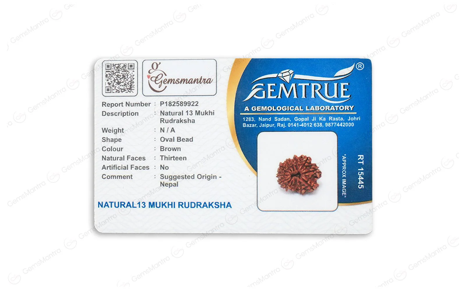 Natural 13 Mukhi Rudraksha (Nepali) - Image 5