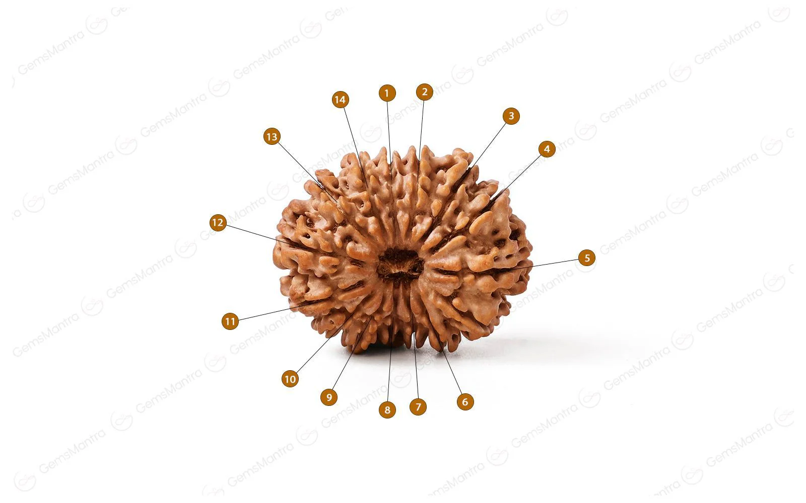 Natural 14 Mukhi Rudraksha (Nepali) - Image 4