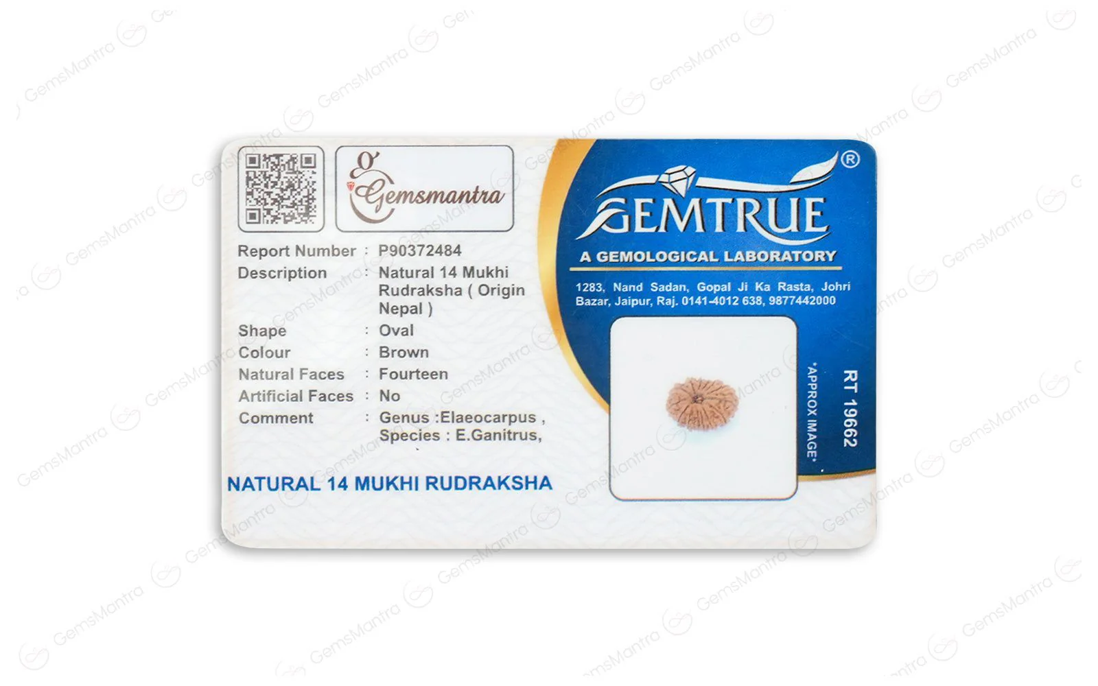 Natural 14 Mukhi Rudraksha (Nepali) - Image 5