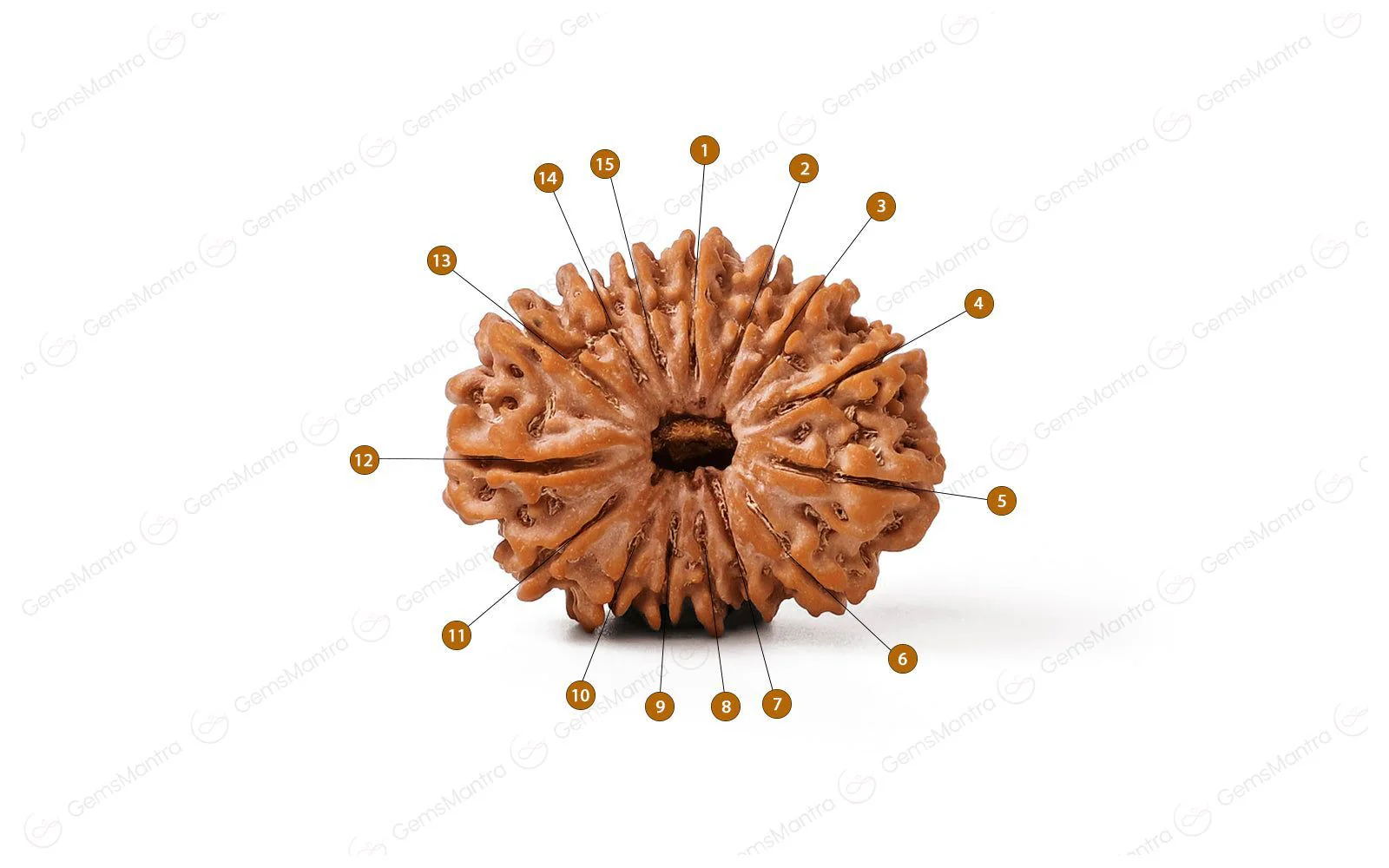 Natural 15 Mukhi Rudraksha (Nepali) - Image 4