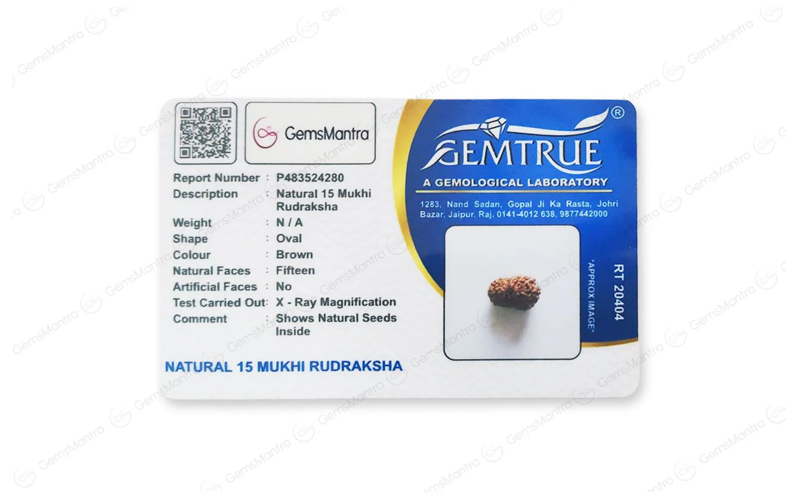 Natural 15 Mukhi Rudraksha (Nepali) - Image 5