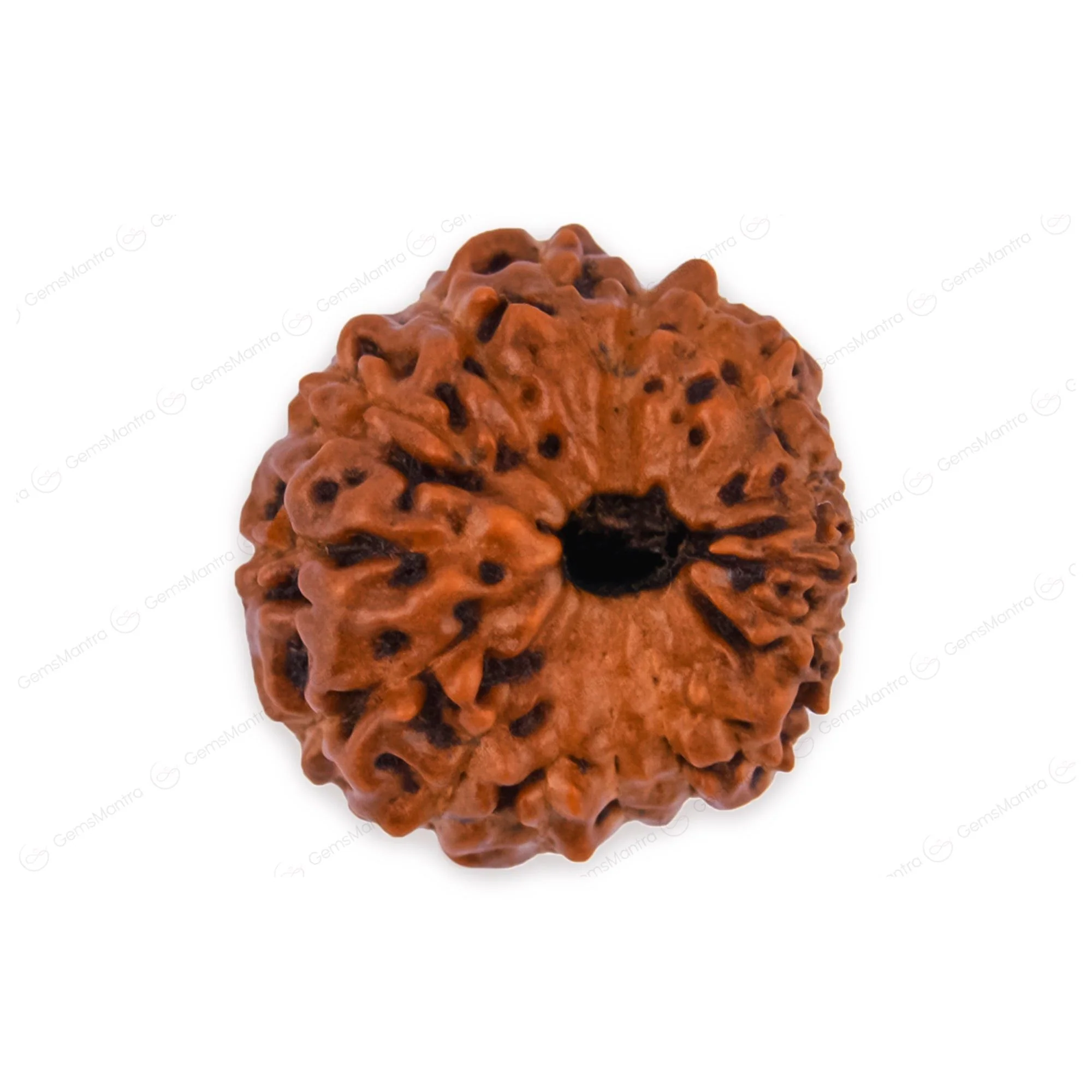 Natural 16 Mukhi Natural Rudraksha - Image 2