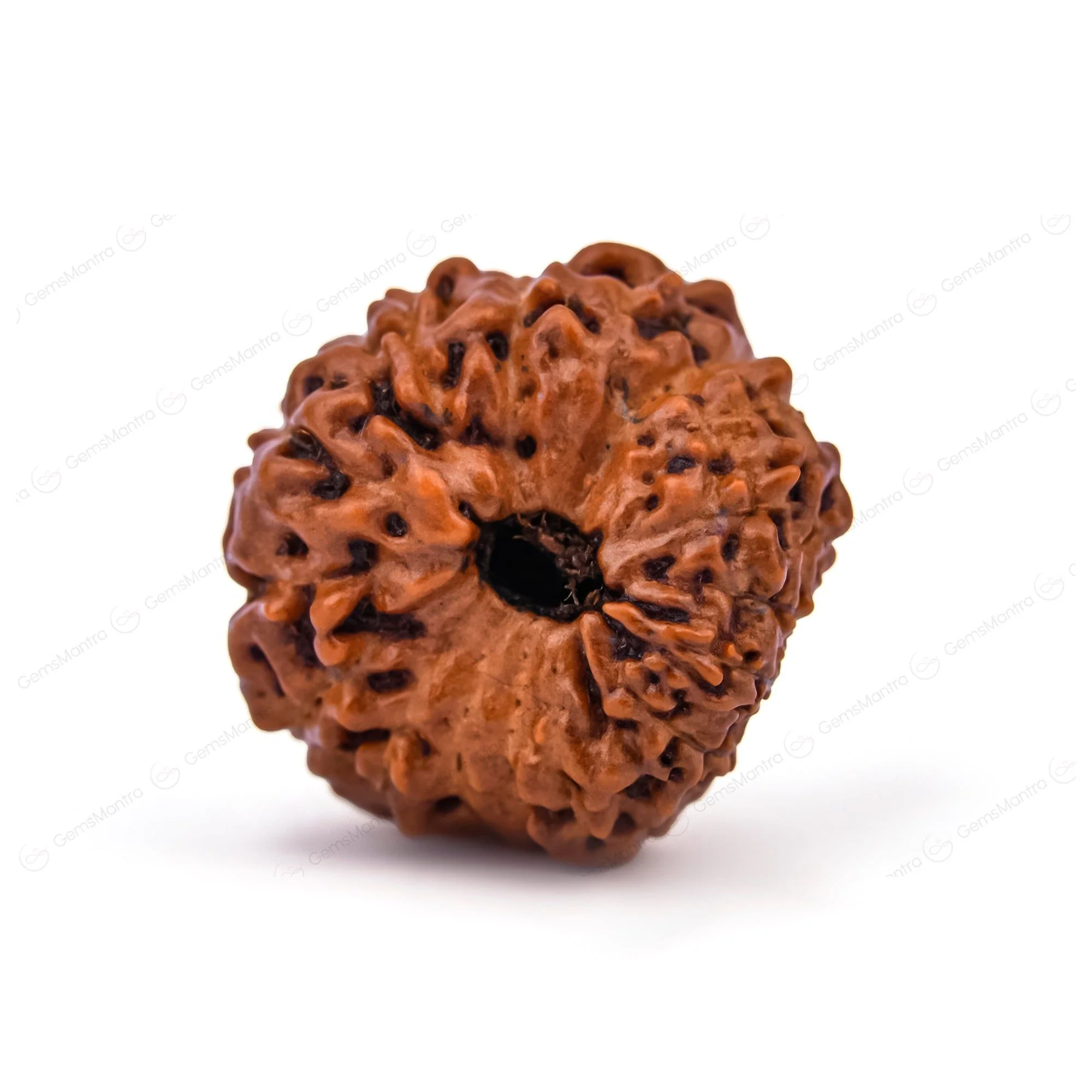 Natural 16 Mukhi Natural Rudraksha - Image 3