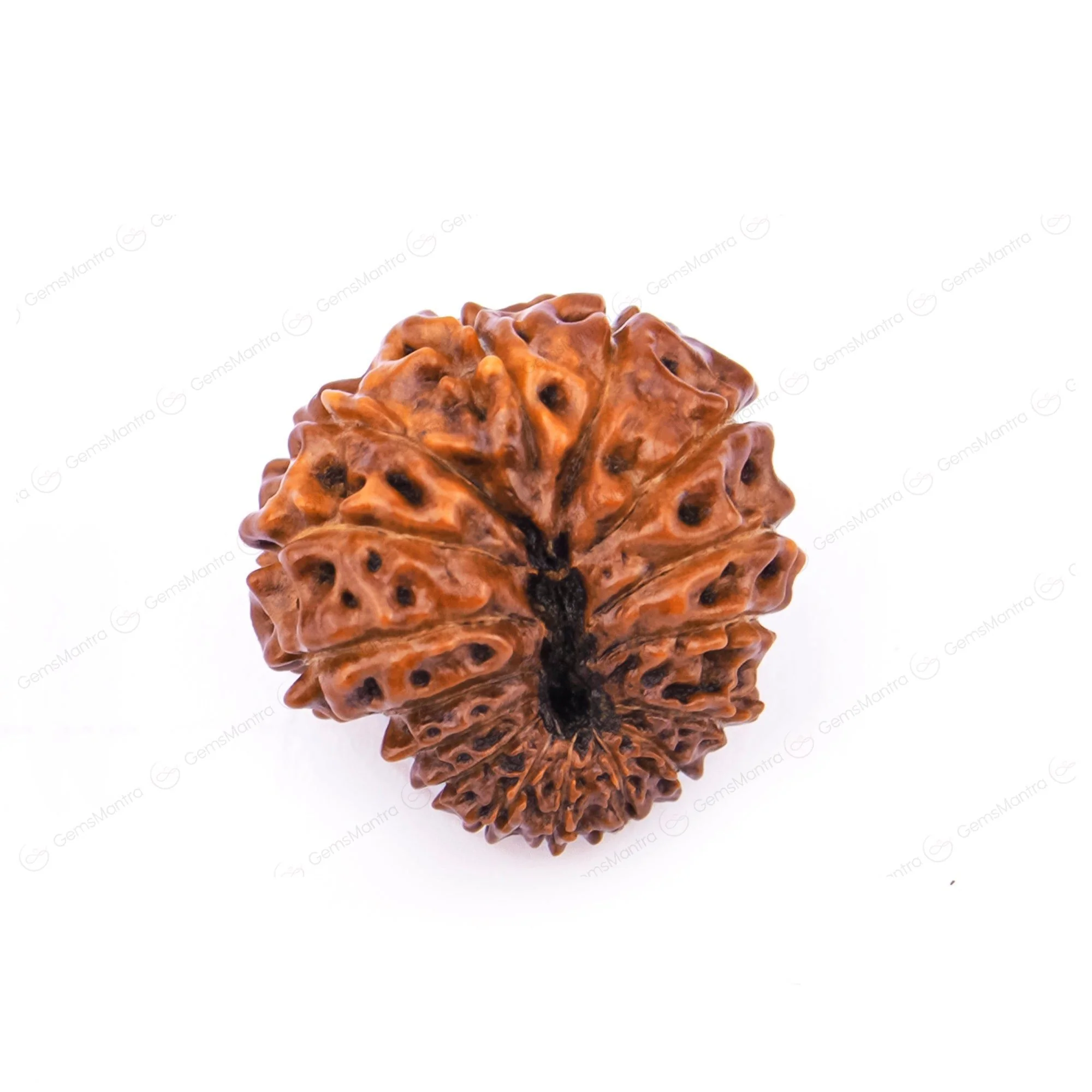 Natural 16 Mukhi Natural Rudraksha - Image 4