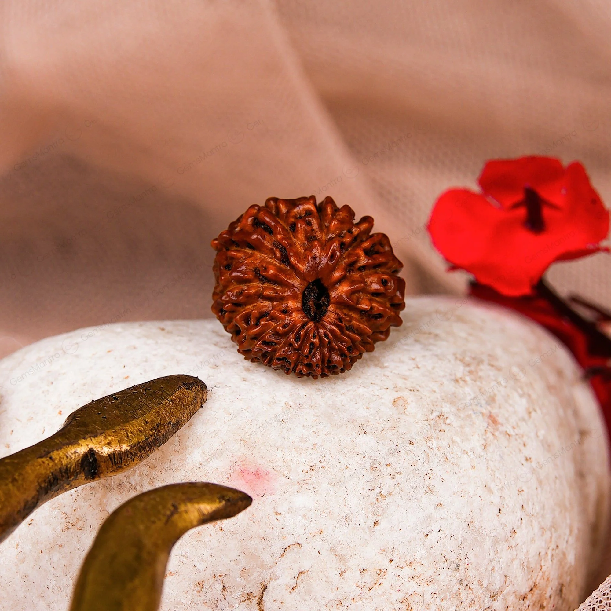 Natural 16 Mukhi Natural Rudraksha - Image 7
