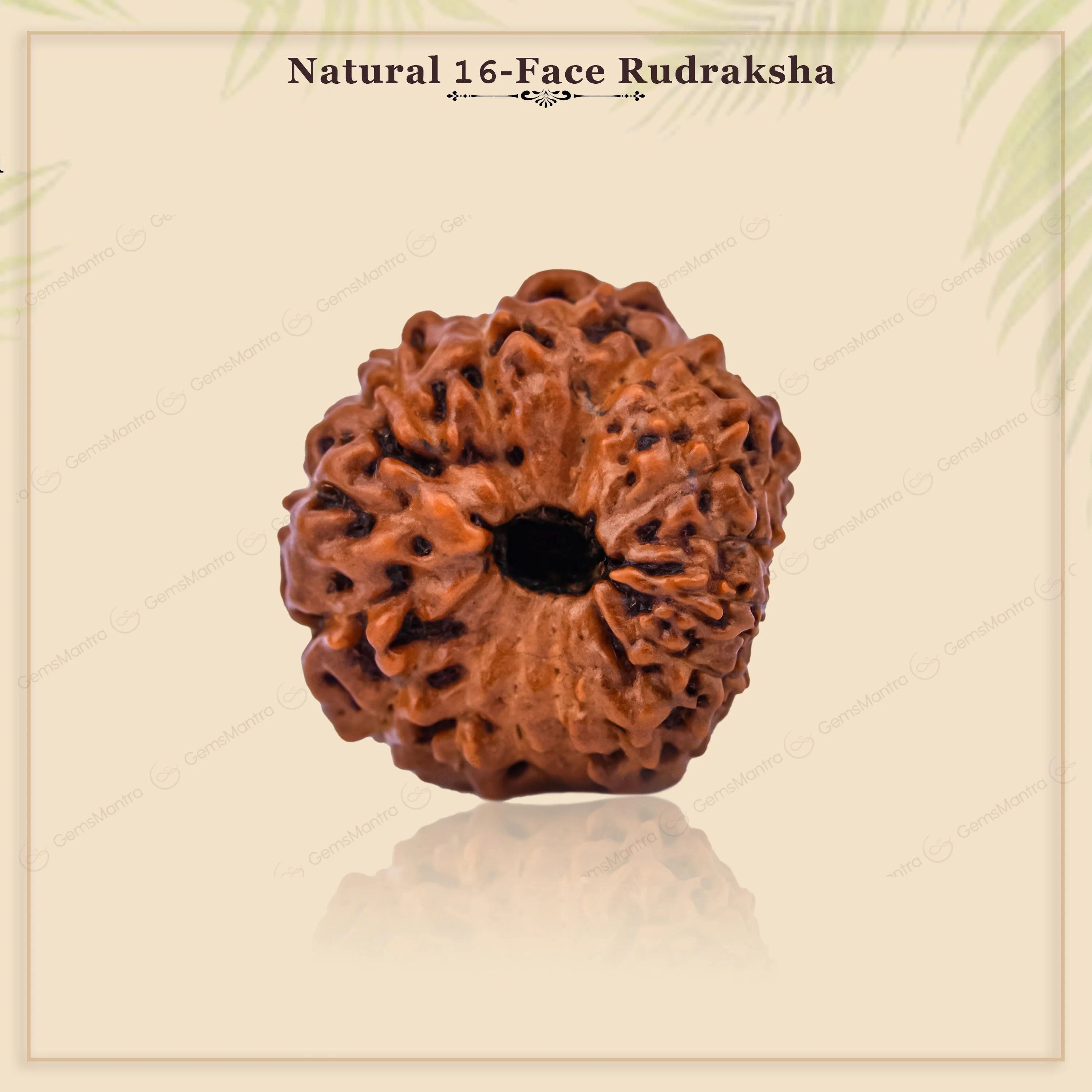 Natural 16 Mukhi Natural Rudraksha - Image 8
