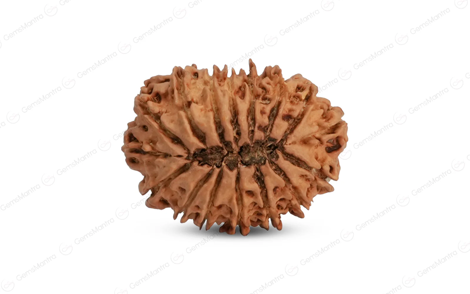 Natural 16 Mukhi Rudraksha (Nepali) - Image 3