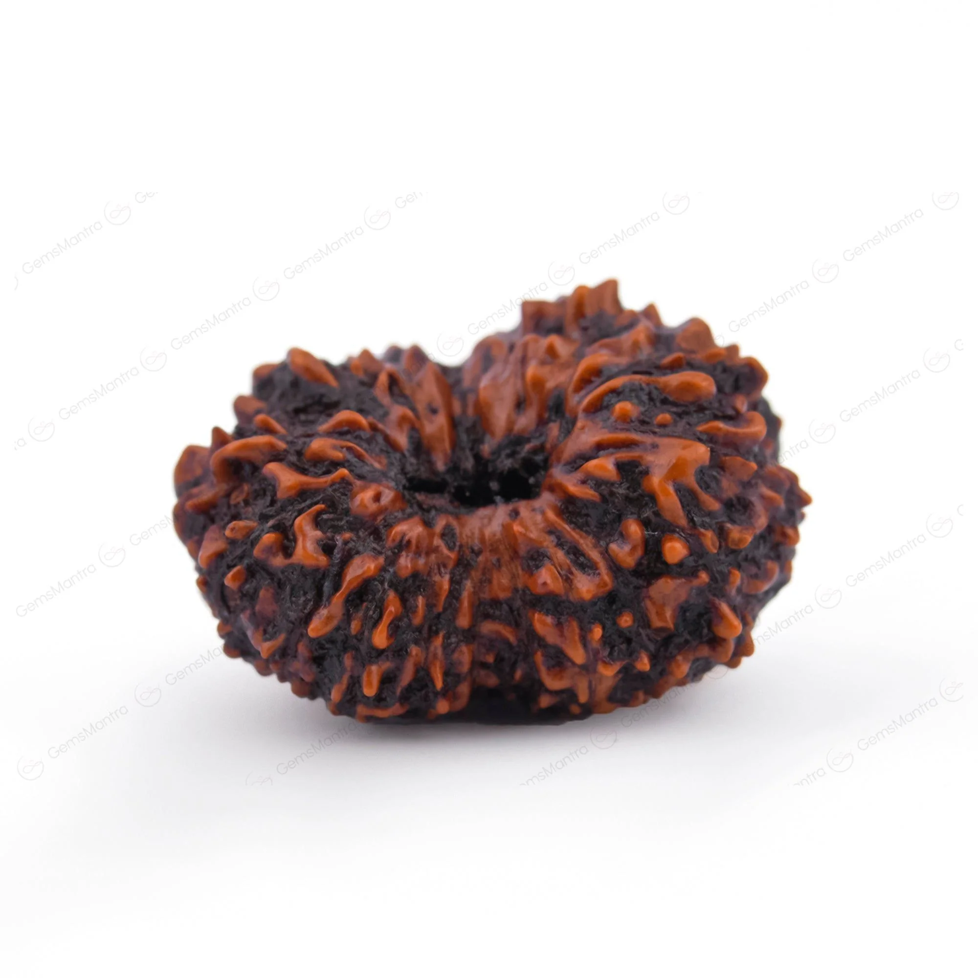 Natural 17 Mukhi Natural Rudraksha (Indo) - Image 6