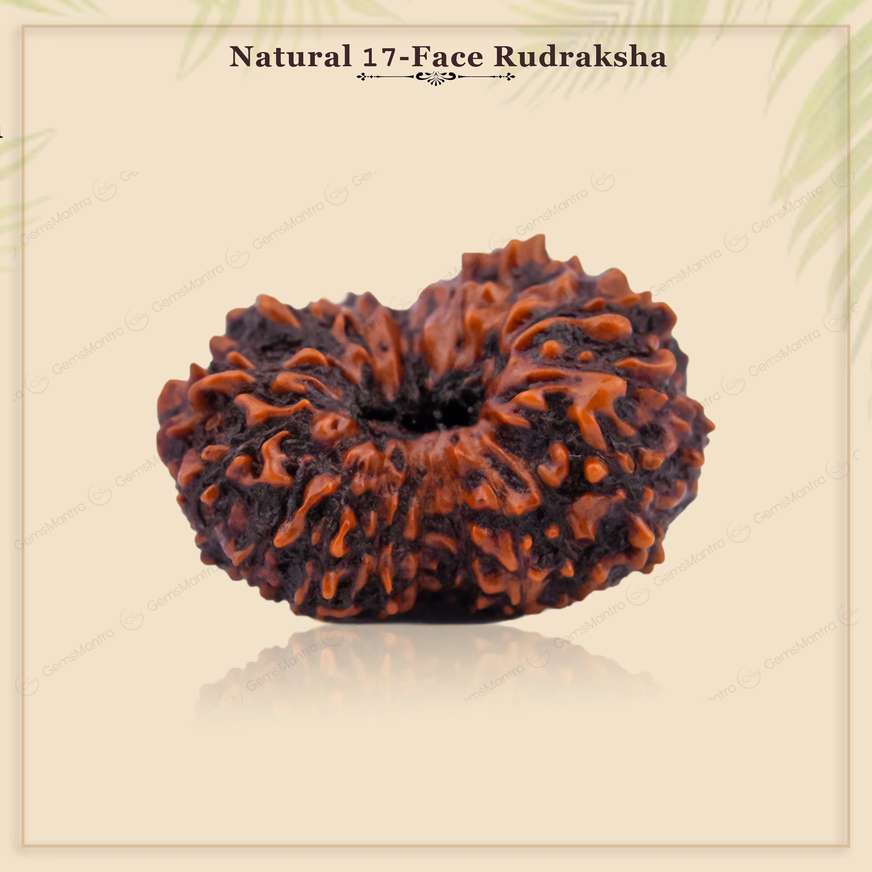 Natural 17 Mukhi Natural Rudraksha (Indo) - Image 7