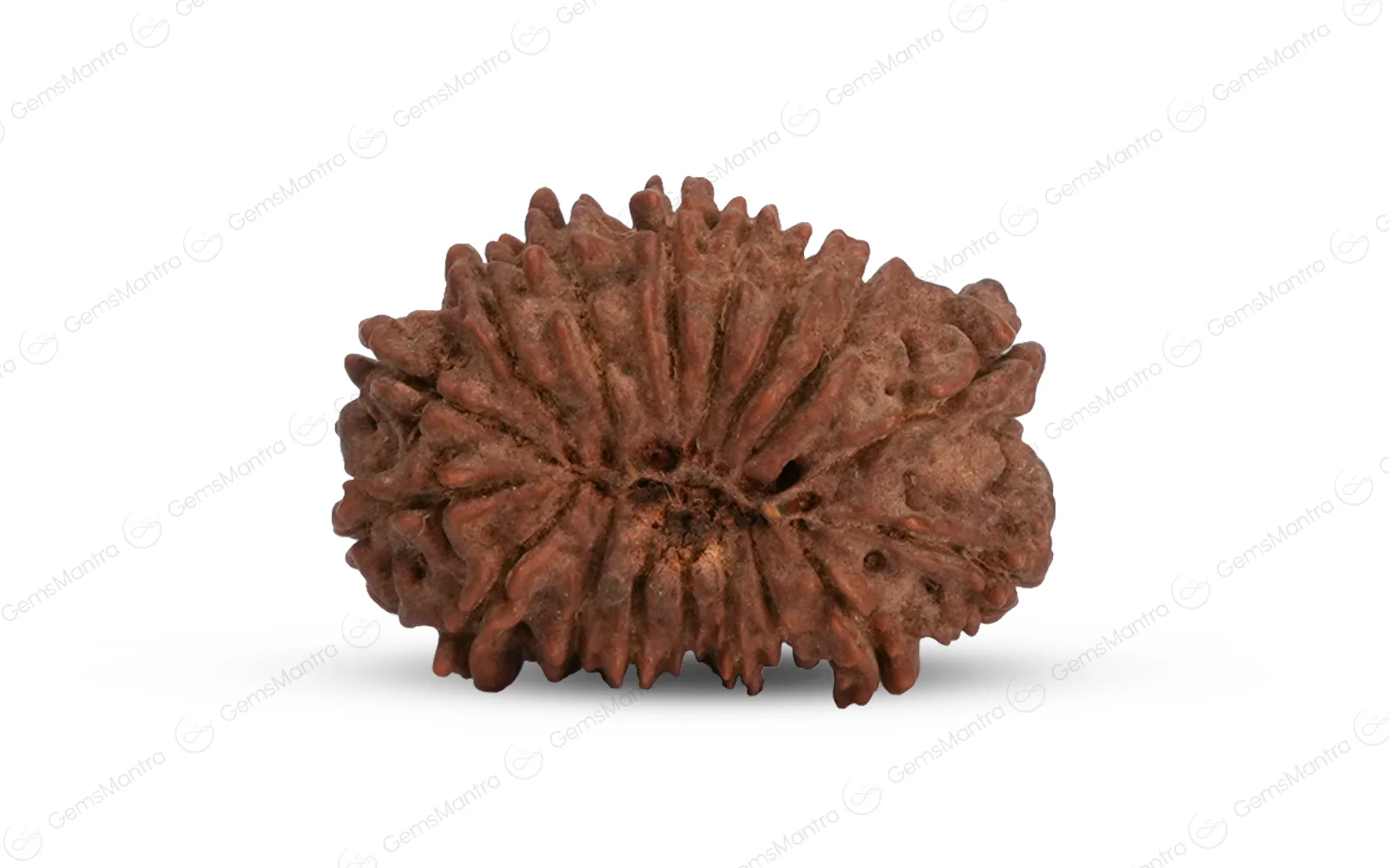 Natural 17 Mukhi Rudraksha (Nepali) - Image 3