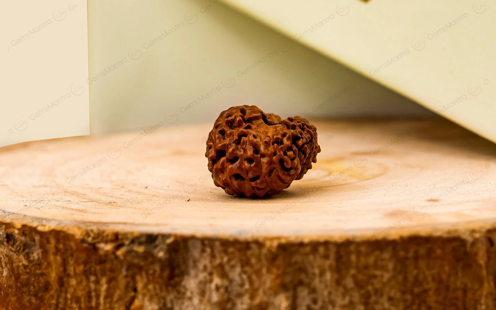Natural 18 Mukhi Rudraksha - Rare Find - Image 2