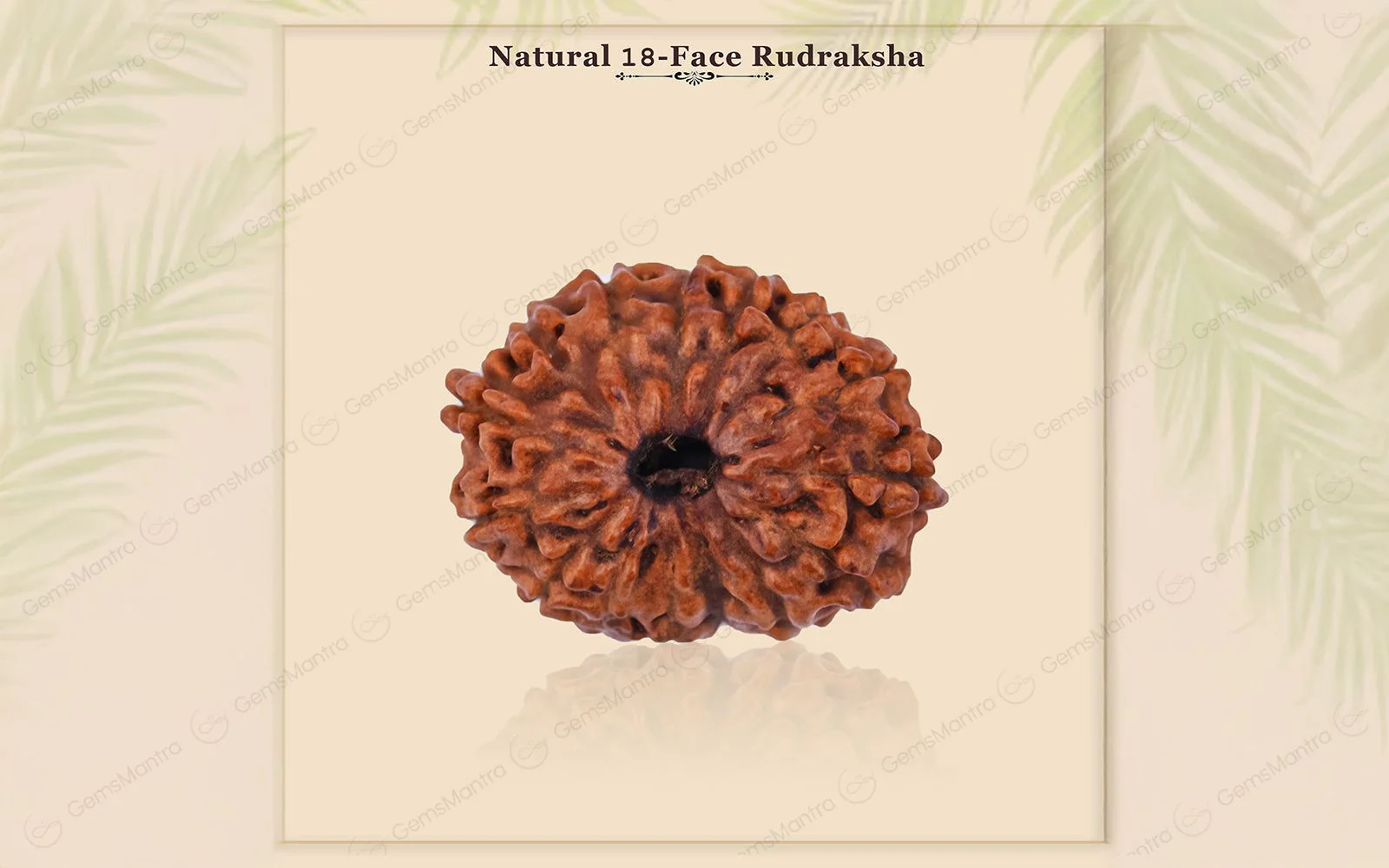 Natural 18 Mukhi Rudraksha - Rare Find - Image 3