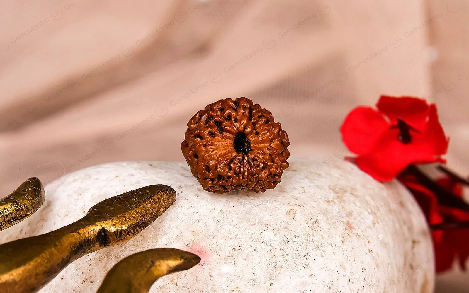 Natural 18 Mukhi Rudraksha - Rare Find - Image 4