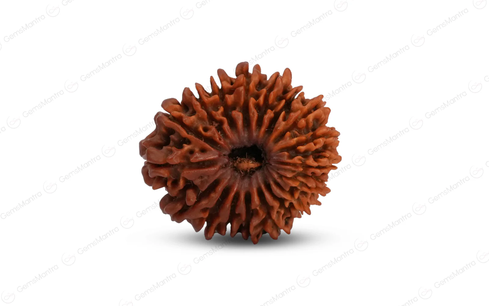 Natural 18 Mukhi Rudraksha (Nepali) - Image 2
