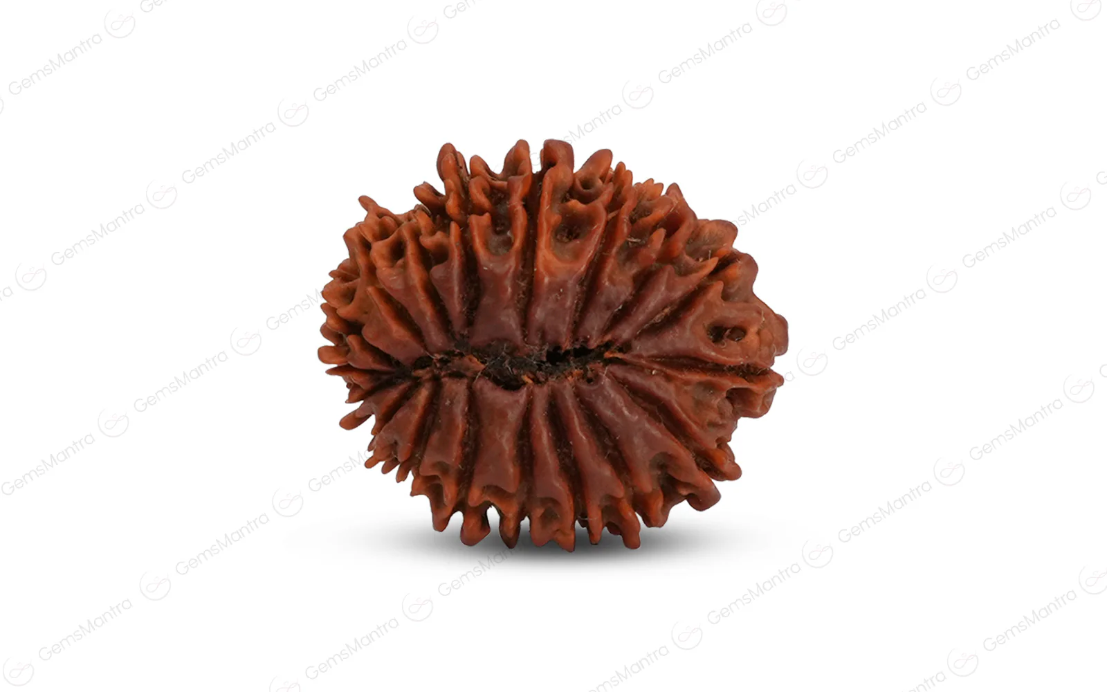 Natural 18 Mukhi Rudraksha (Nepali) - Image 3