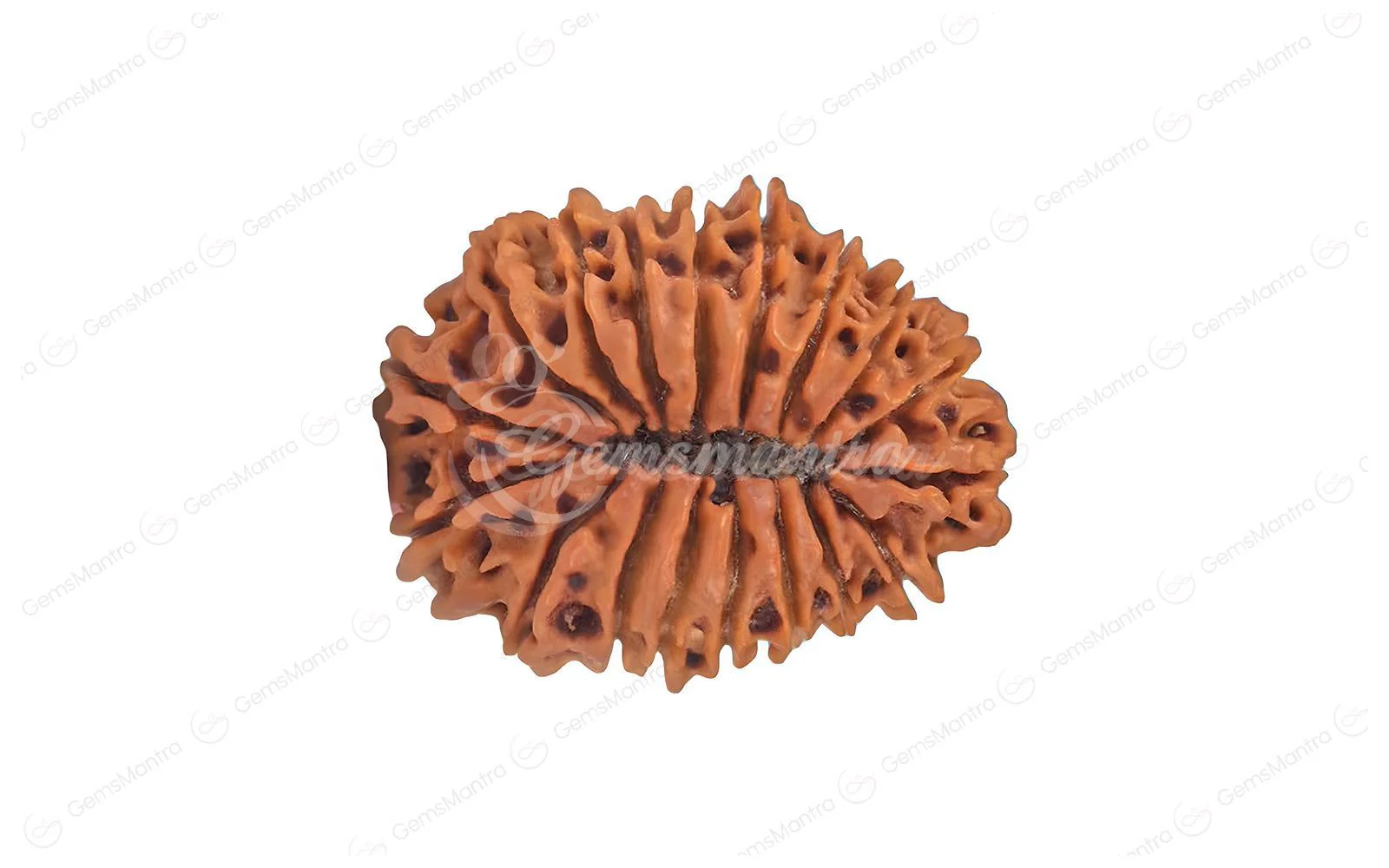 Natural 19 Mukhi Rudraksha (Nepali) - Image 2