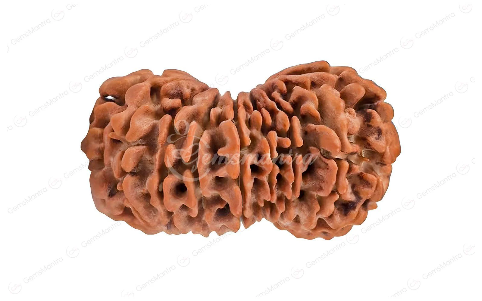 Natural 19 Mukhi Rudraksha (Nepali) - Image 3