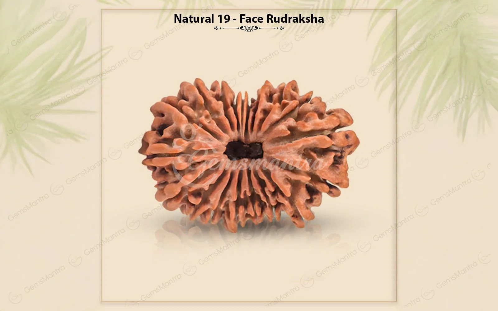 Natural 19 Mukhi Rudraksha (Nepali) - Image 5