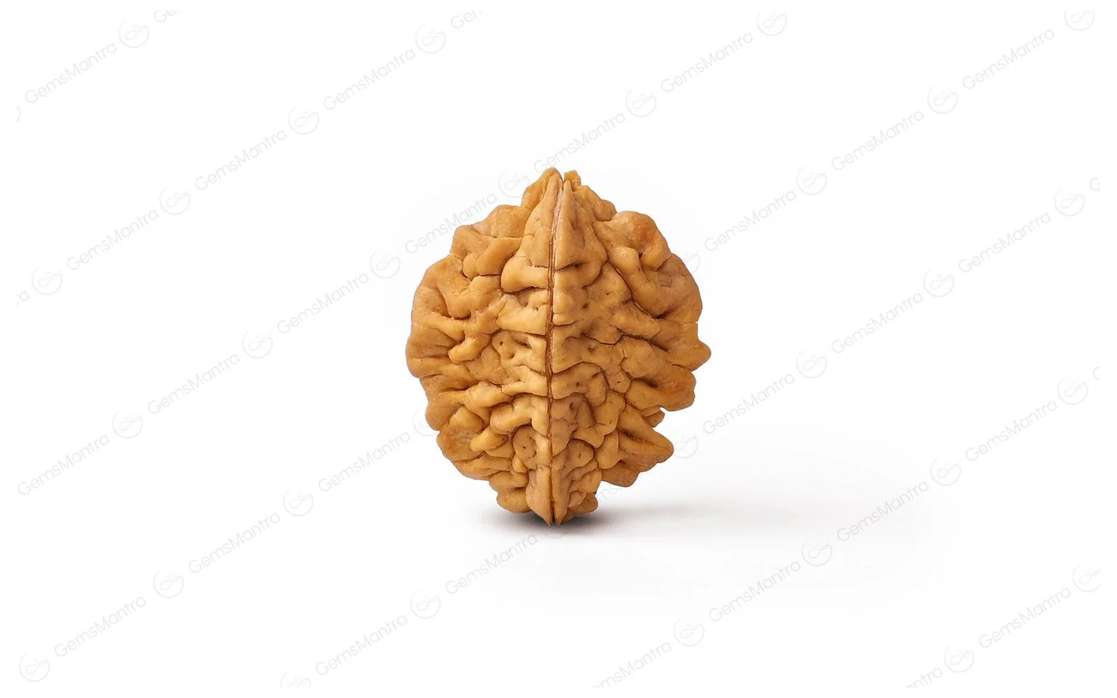 Natural 2 Mukhi Rudraksha (Indian) - Image 2