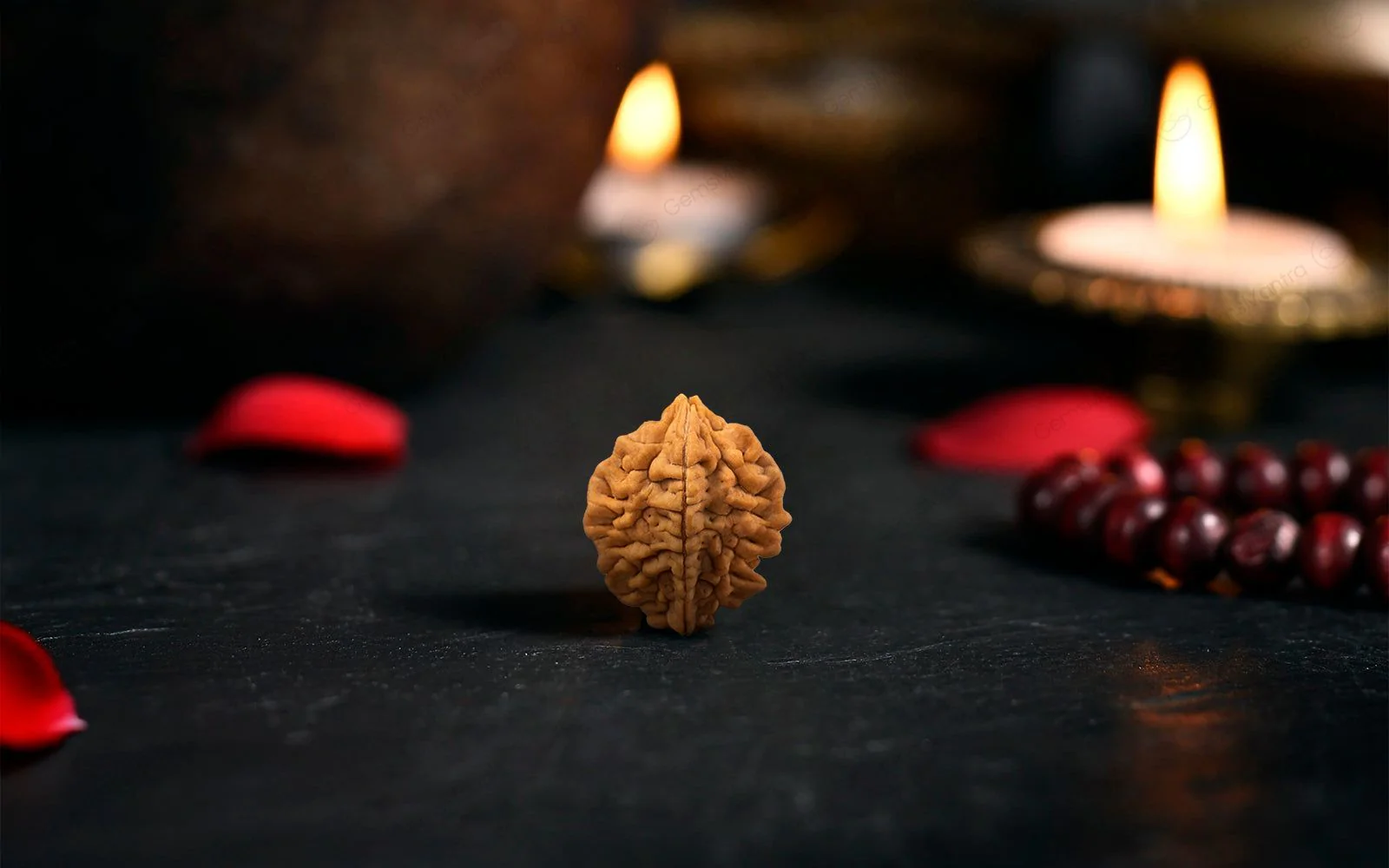 Natural 2 Mukhi Rudraksha (Indian) - Image 3