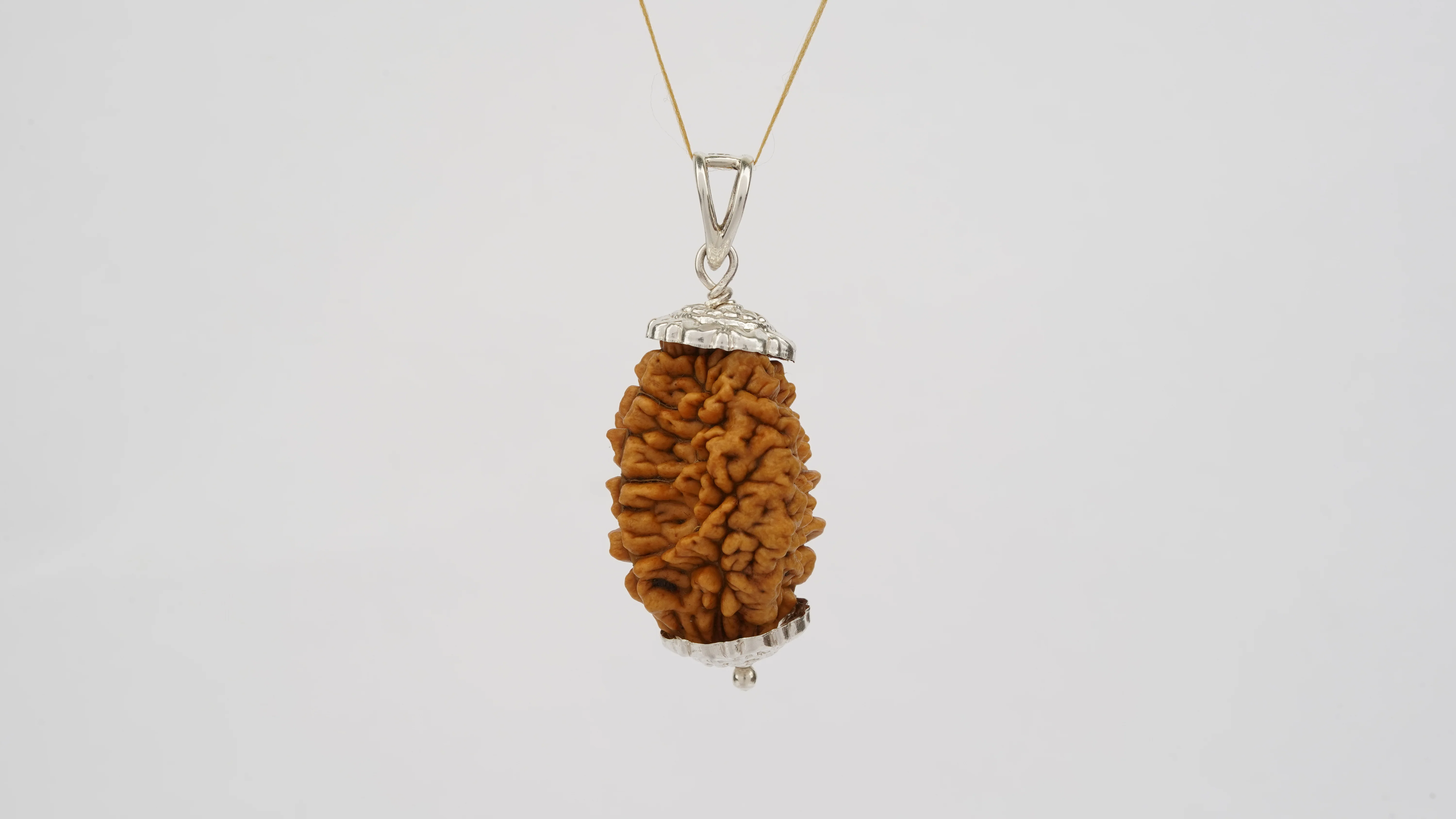 Natural 2 Mukhi Rudraksha (Indian) - Image 5