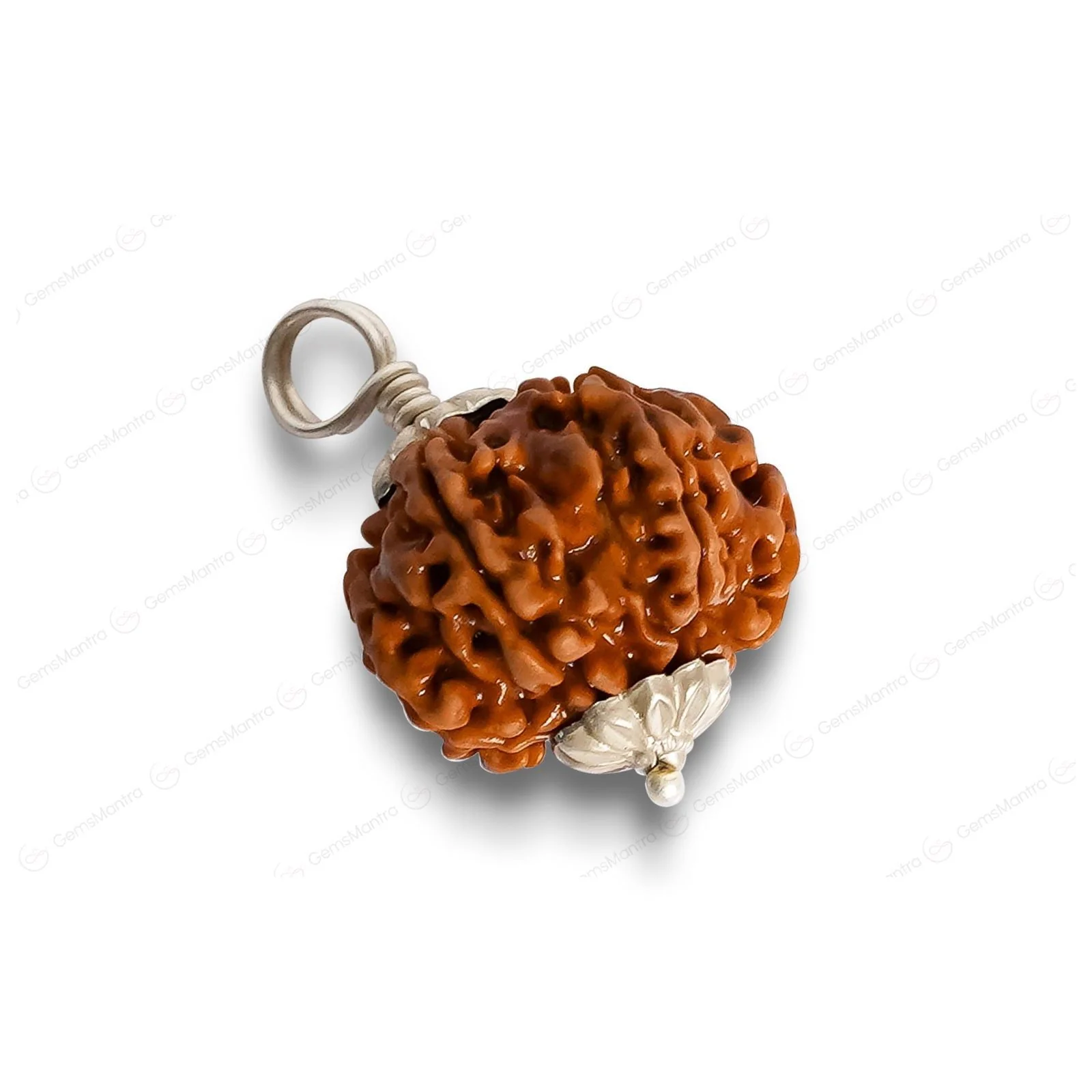 Natural 8 Mukhi Rudraksha (Indo) - Image 10