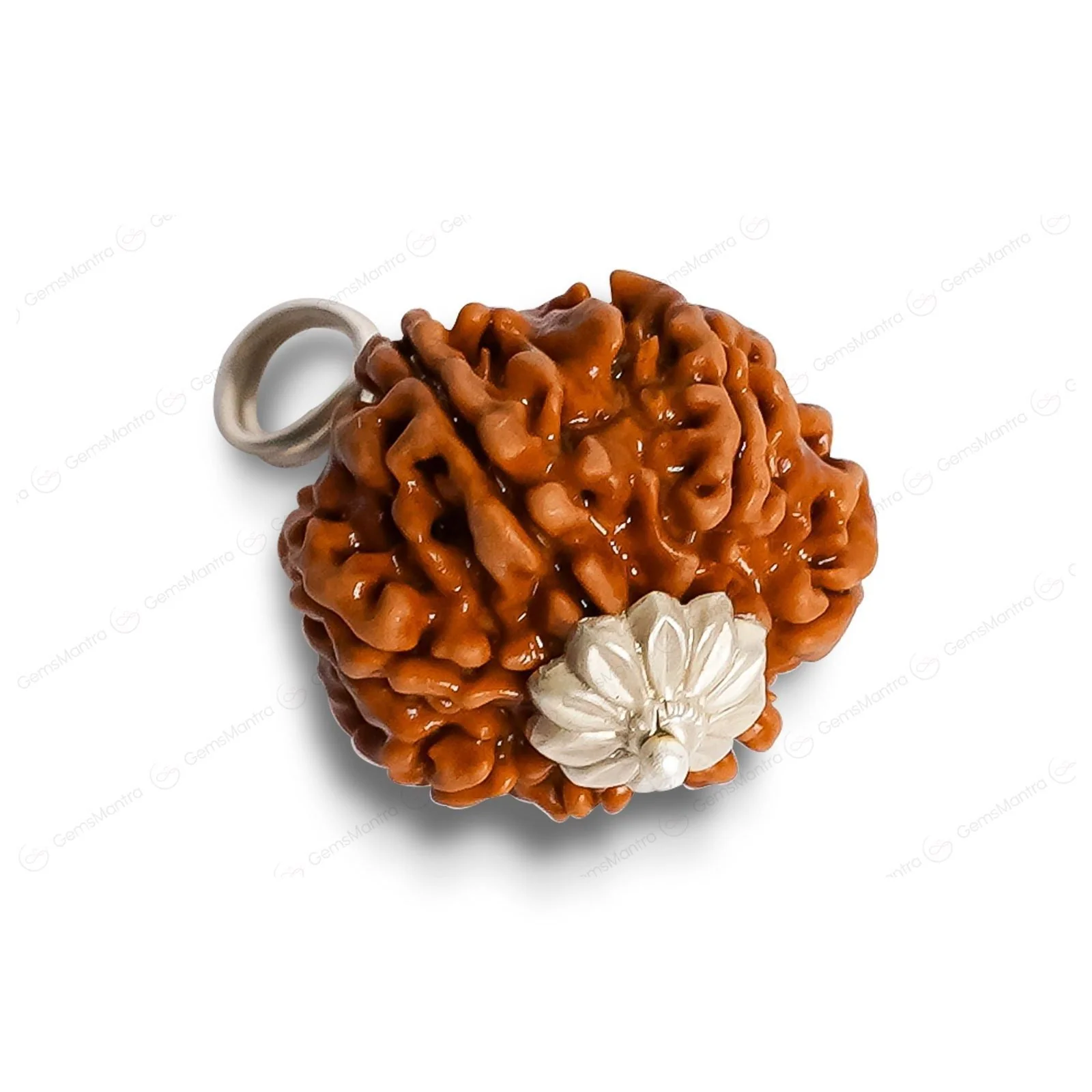 Natural 8 Mukhi Rudraksha (Indo) - Image 11