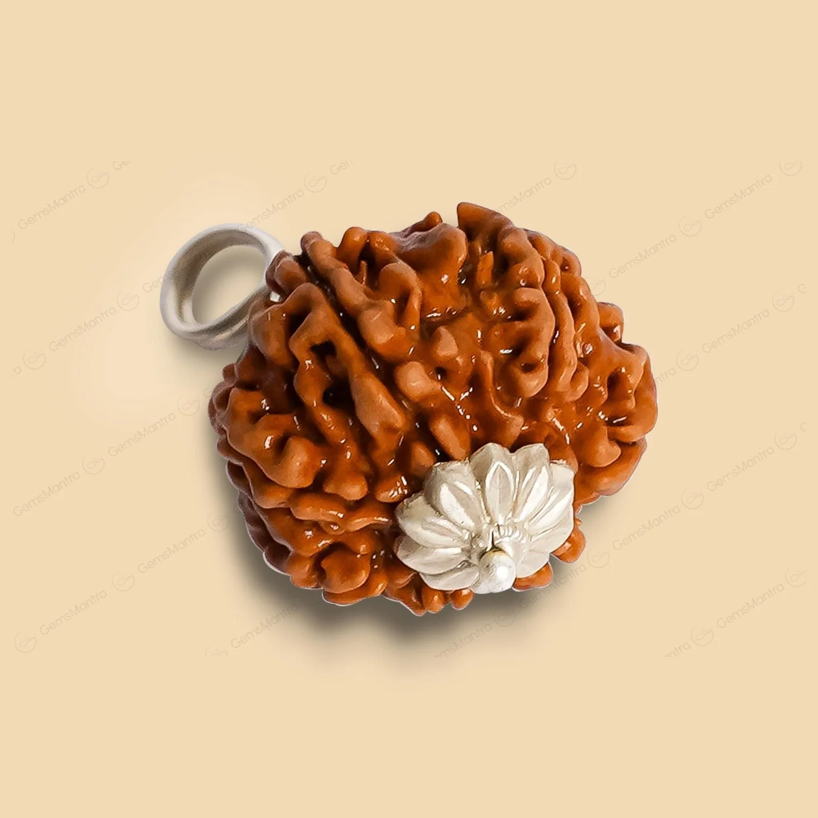 Natural 8 Mukhi Rudraksha (Indo) - Image 12