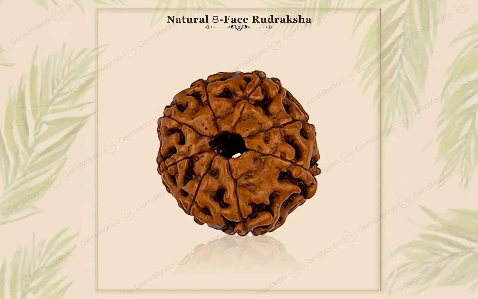 Natural 8 Mukhi Rudraksha (Indo) - Image 3