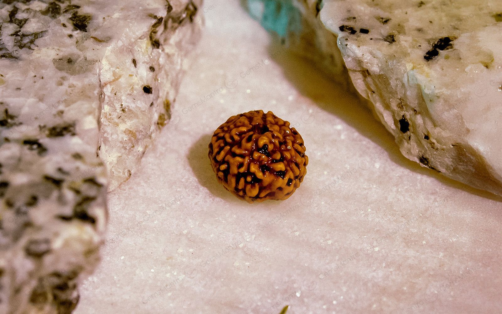 Natural 8 Mukhi Rudraksha (Indo) - Image 4