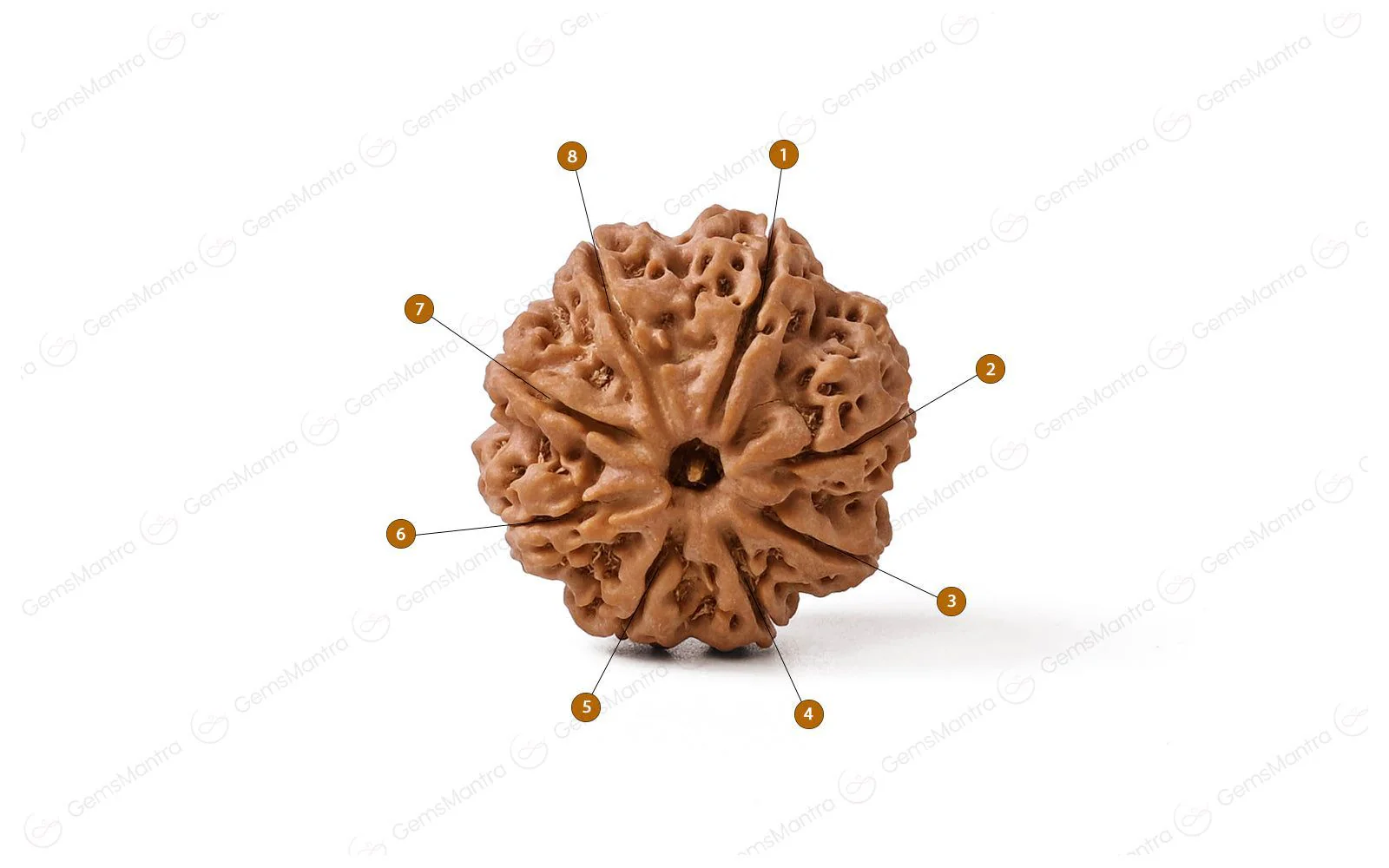 Natural 8 Mukhi Rudraksha (Nepali) - Image 4