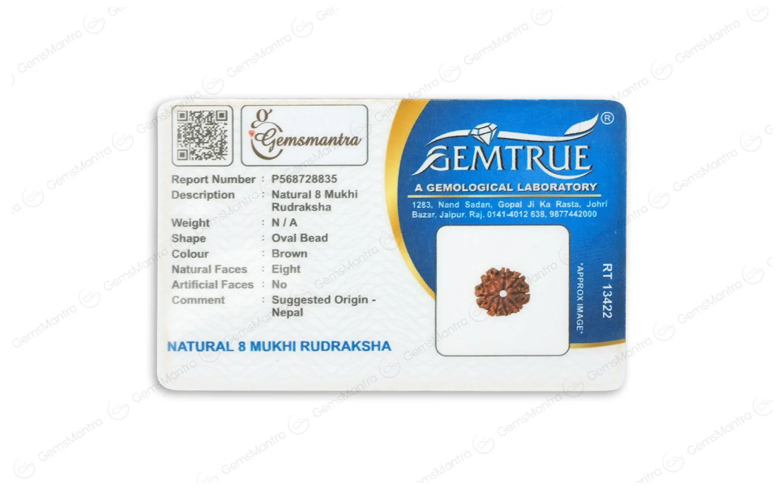 Natural 8 Mukhi Rudraksha (Nepali) - Image 5