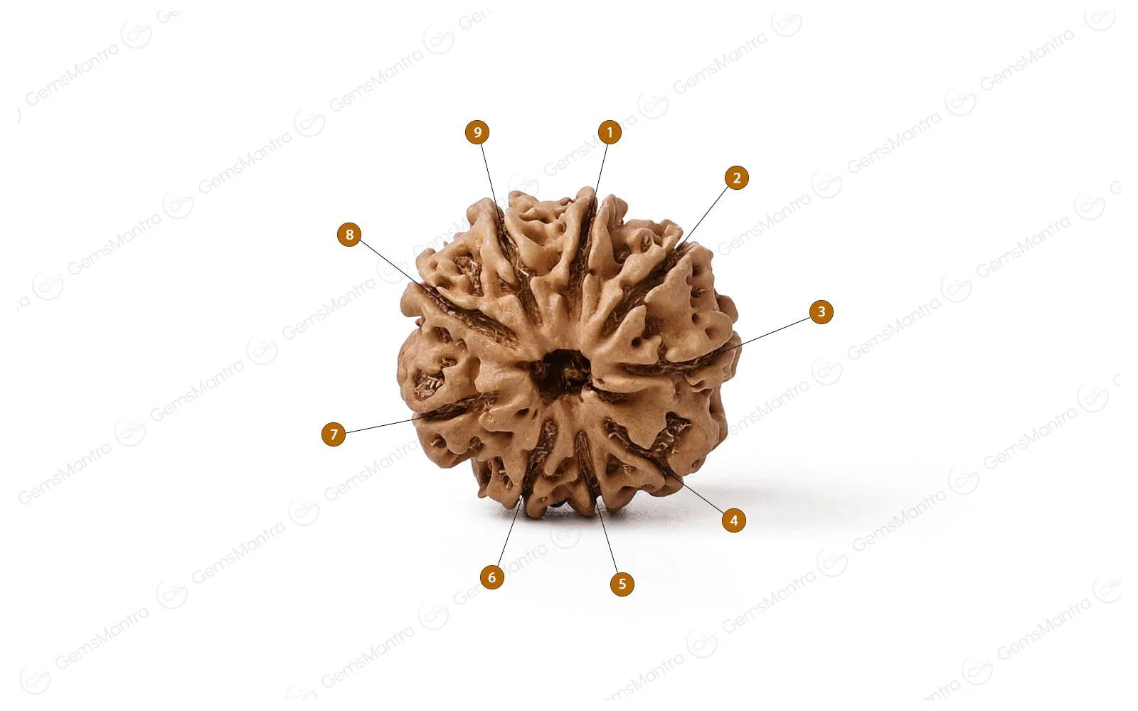 Natural 9 Mukhi Rudraksha (Nepali) - Image 4