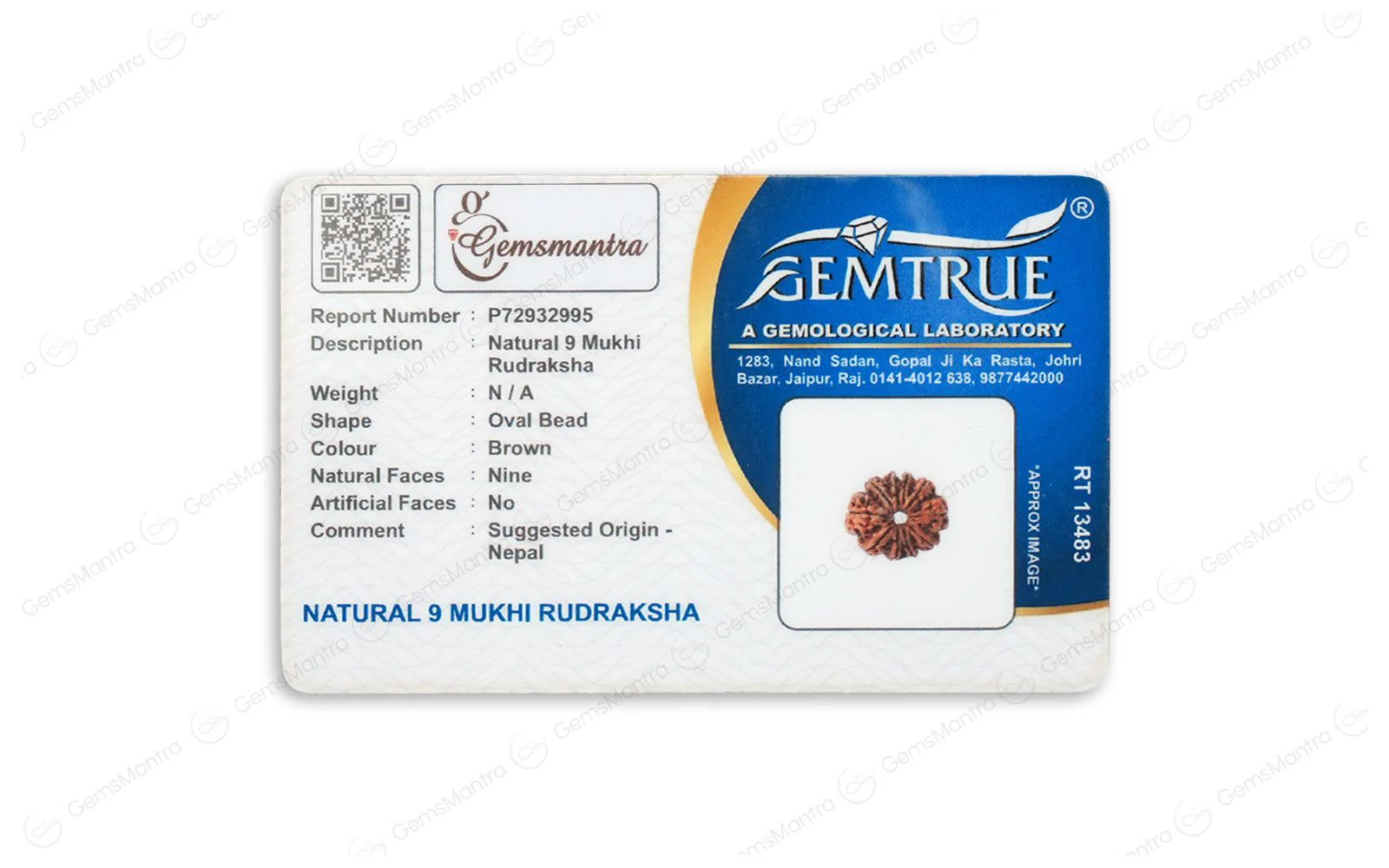 Natural 9 Mukhi Rudraksha (Nepali) - Image 5